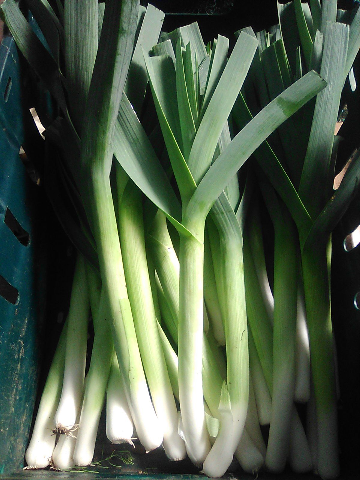 Image of Leeks