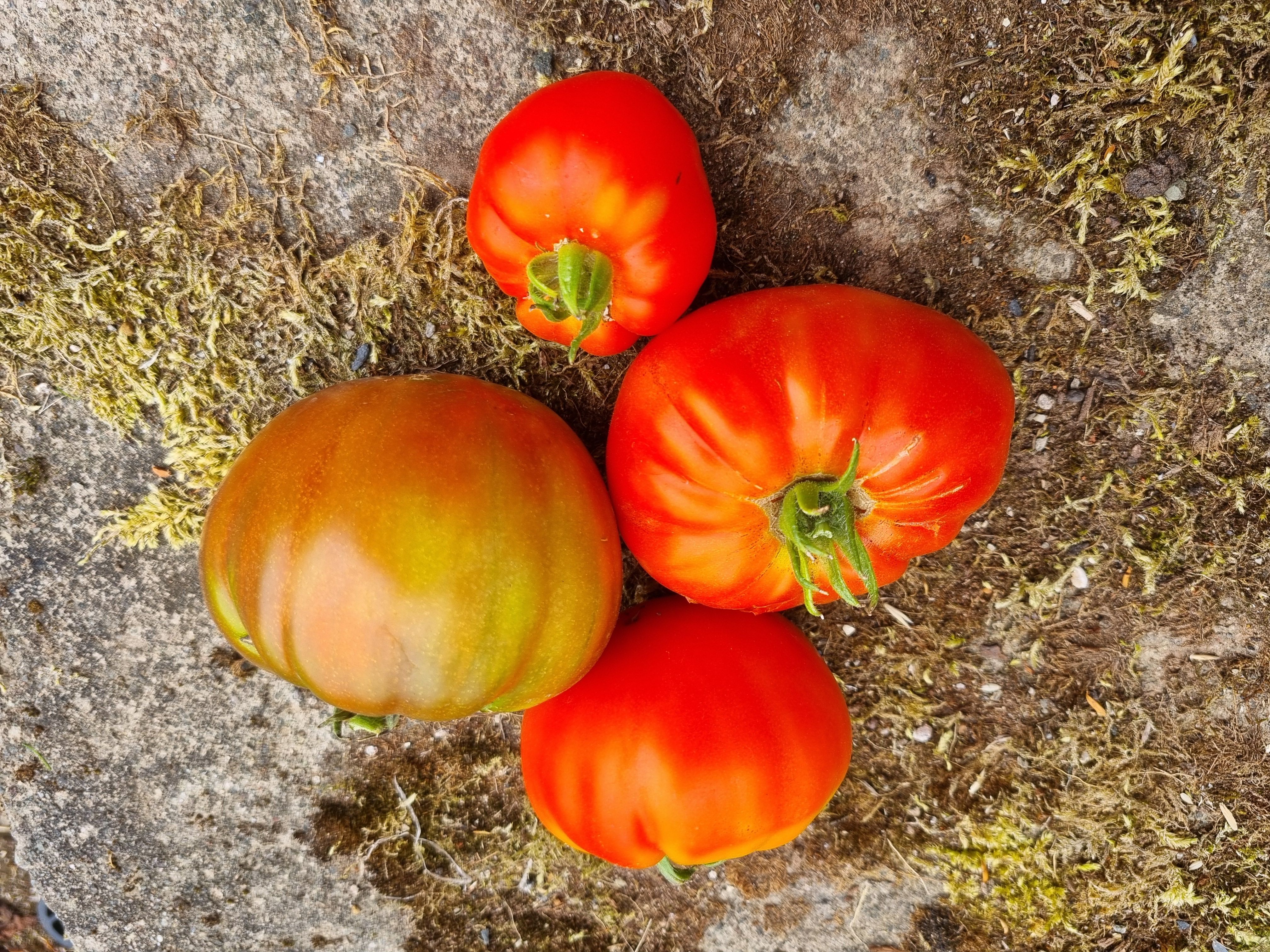 Beef tomatoes