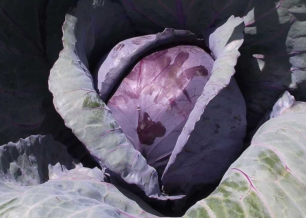 Cabbage, Red