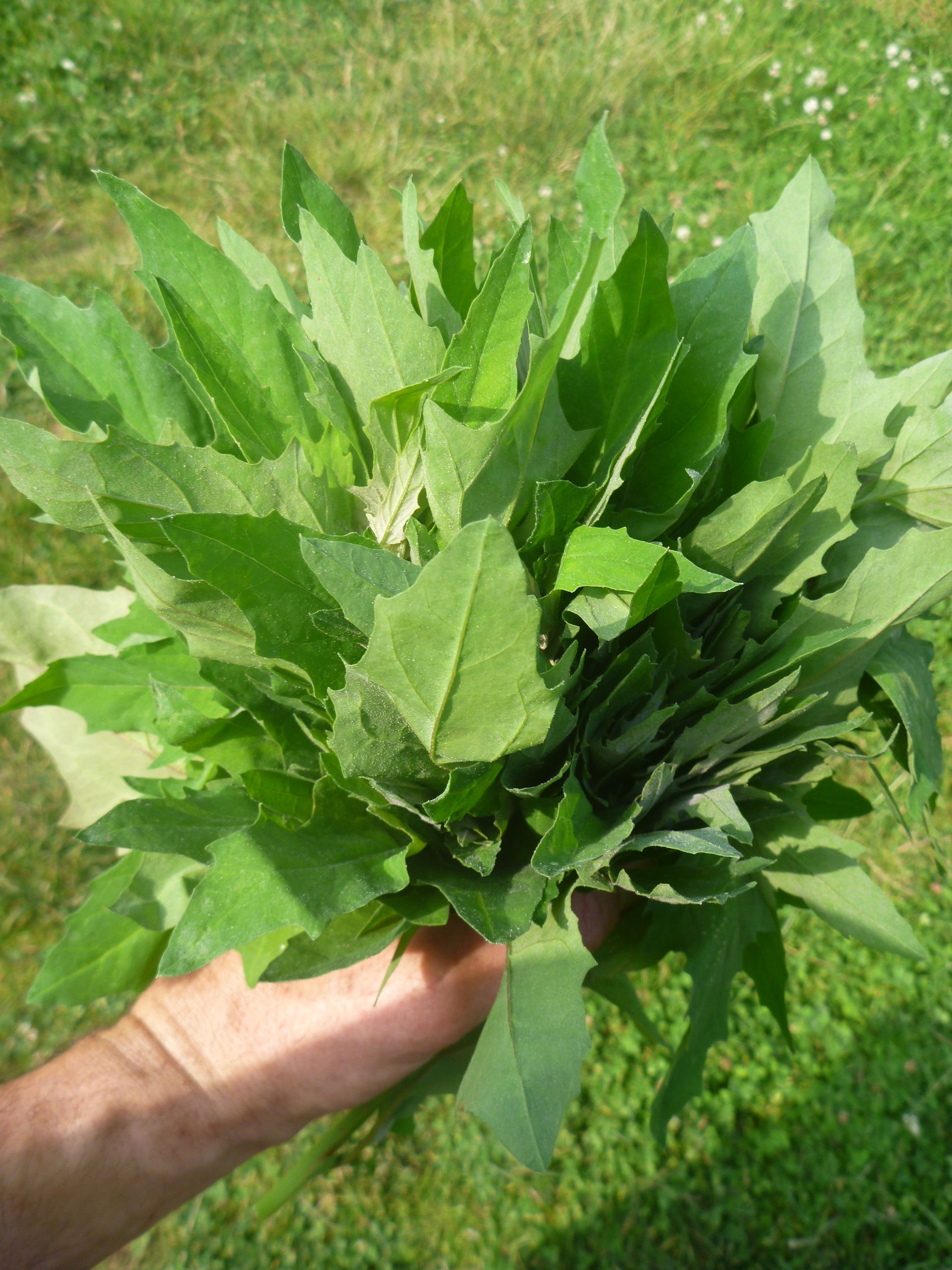 Image of Aztec Broccoli (aka Huauzontle)