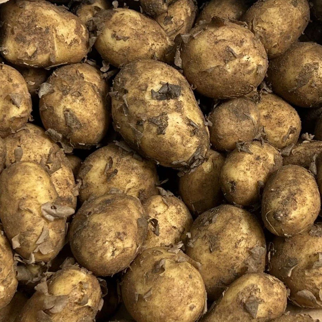 Image of Potato Empress (Organic) 800g
