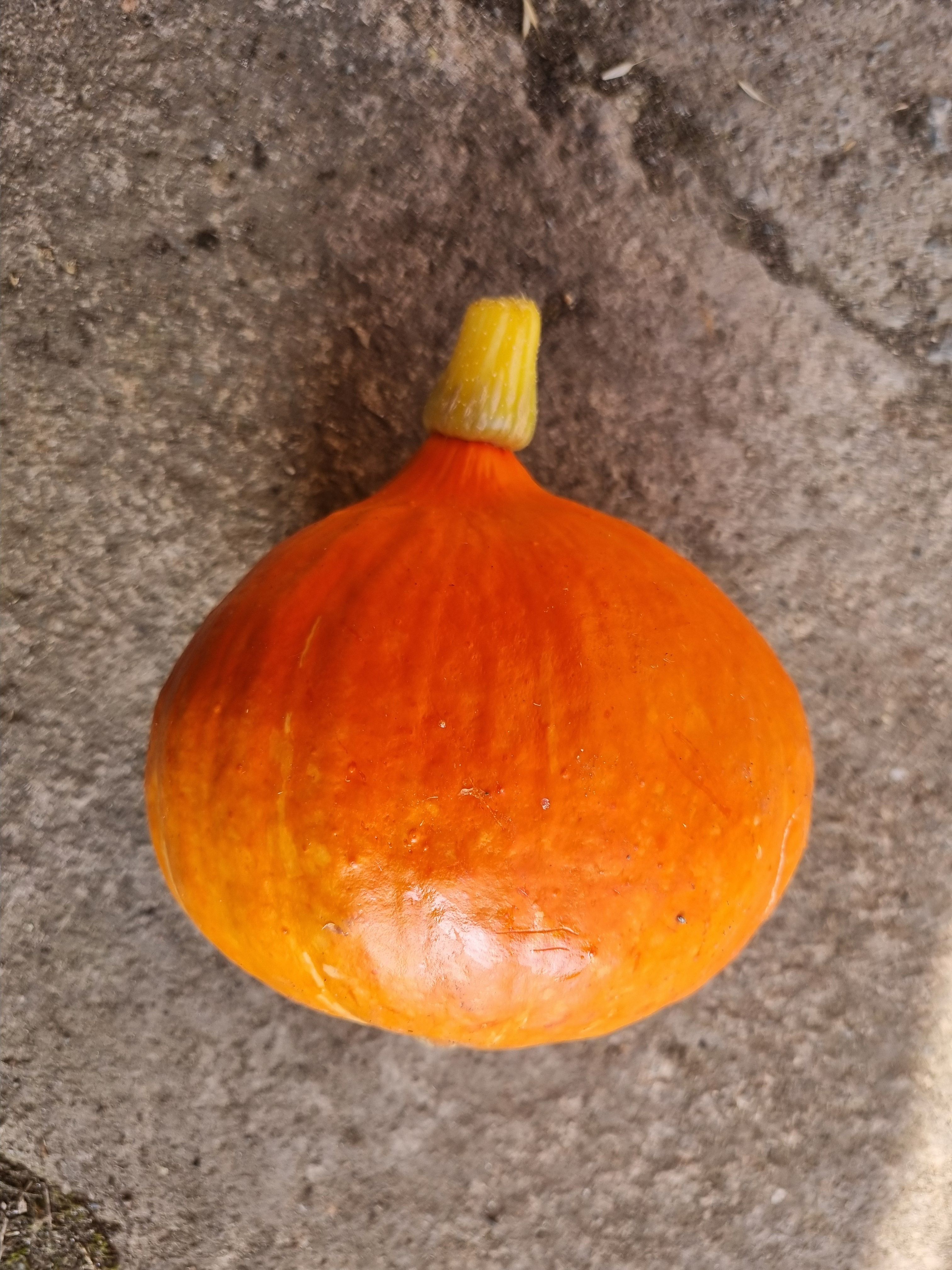 Image of Squash