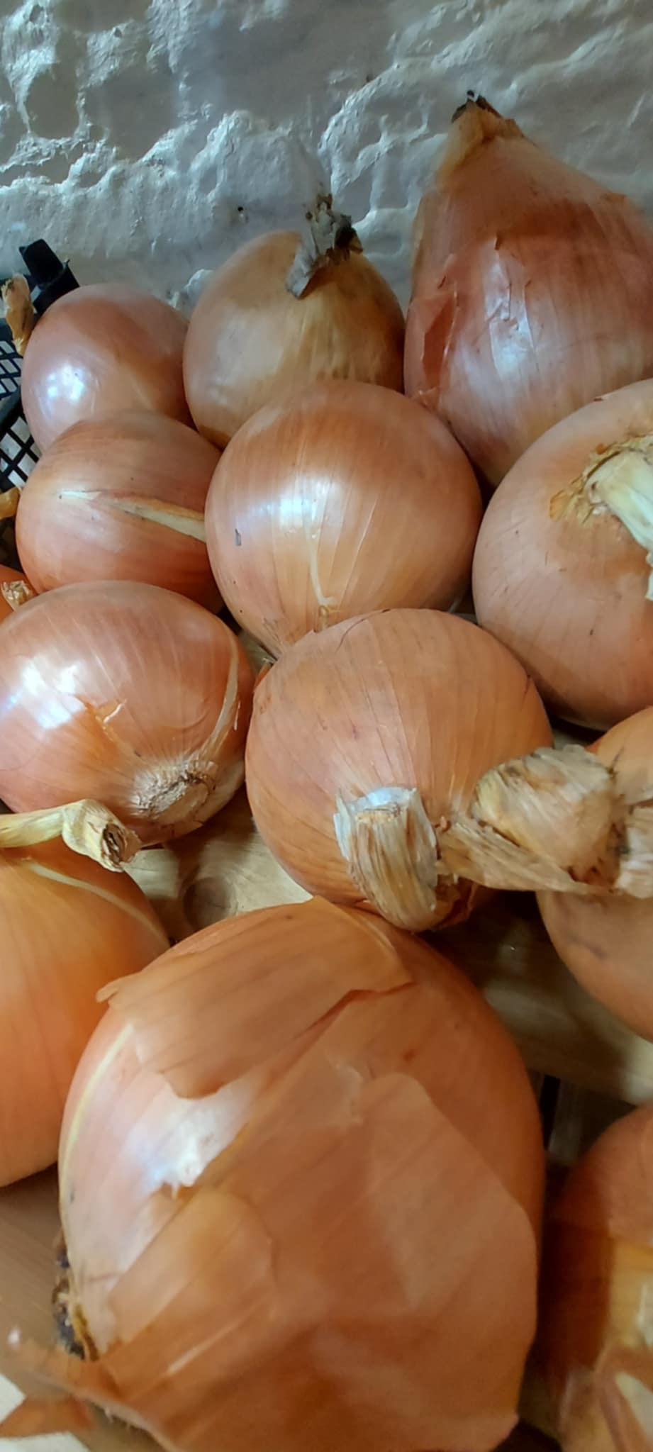 Image of Organic Onions