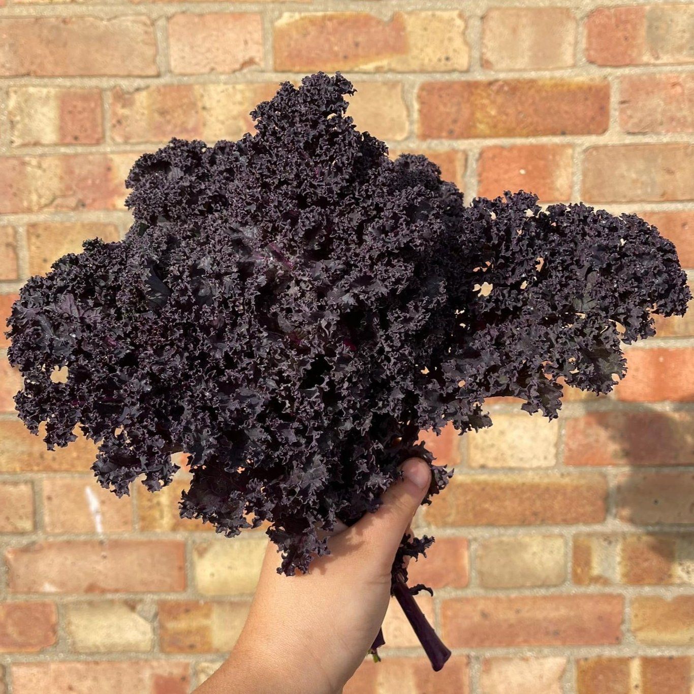 Midnight Sun Kale
