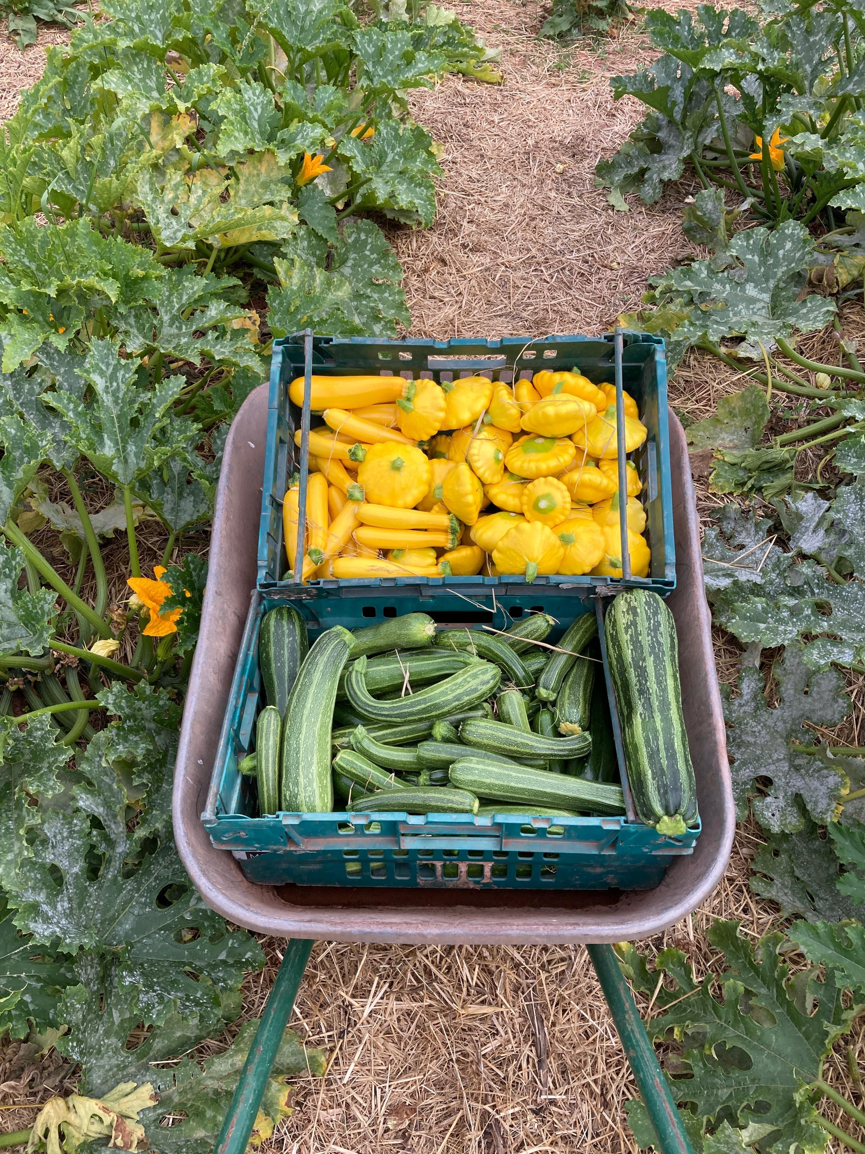 Image of Grilled Courgette with Pesto