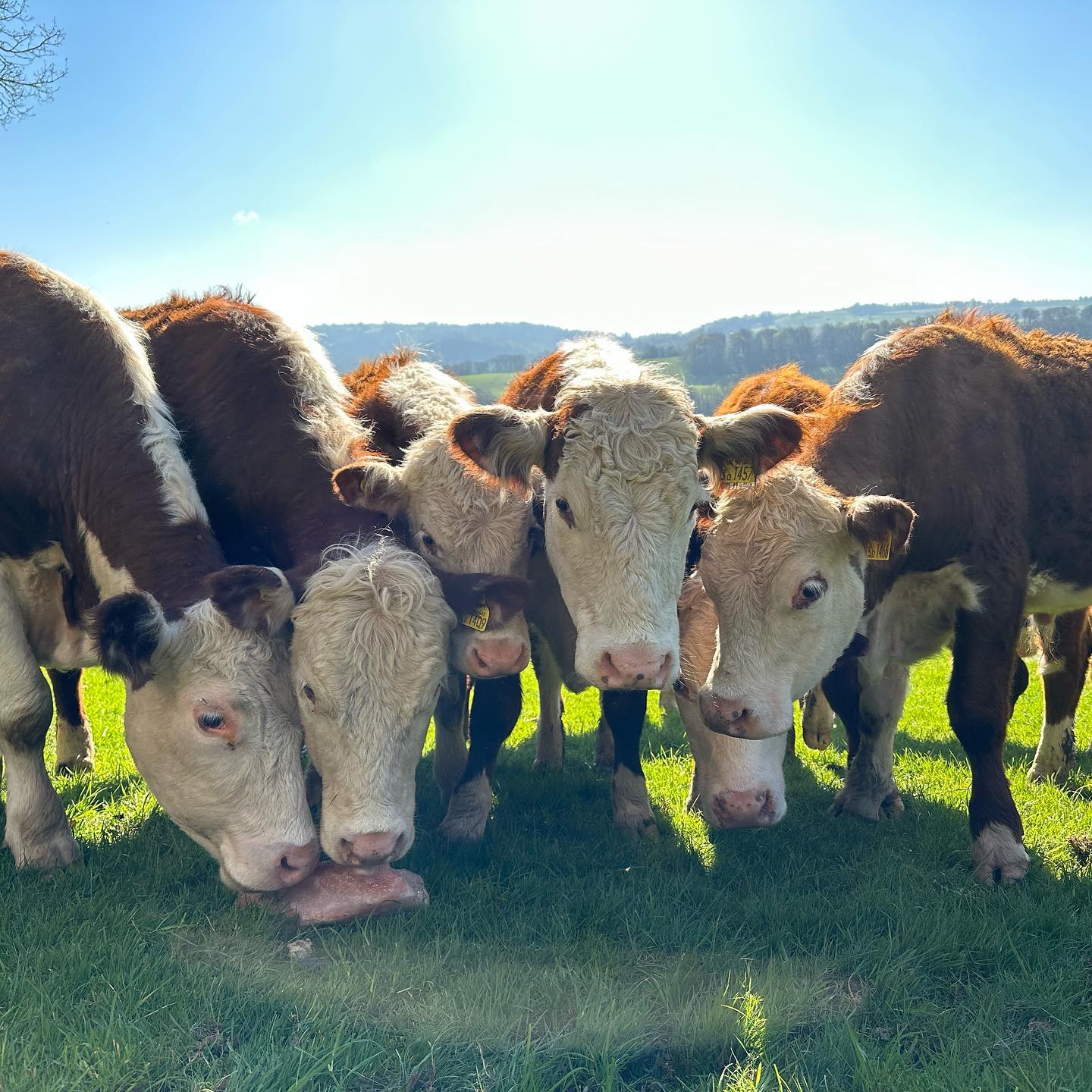 Image of Privacy Policy