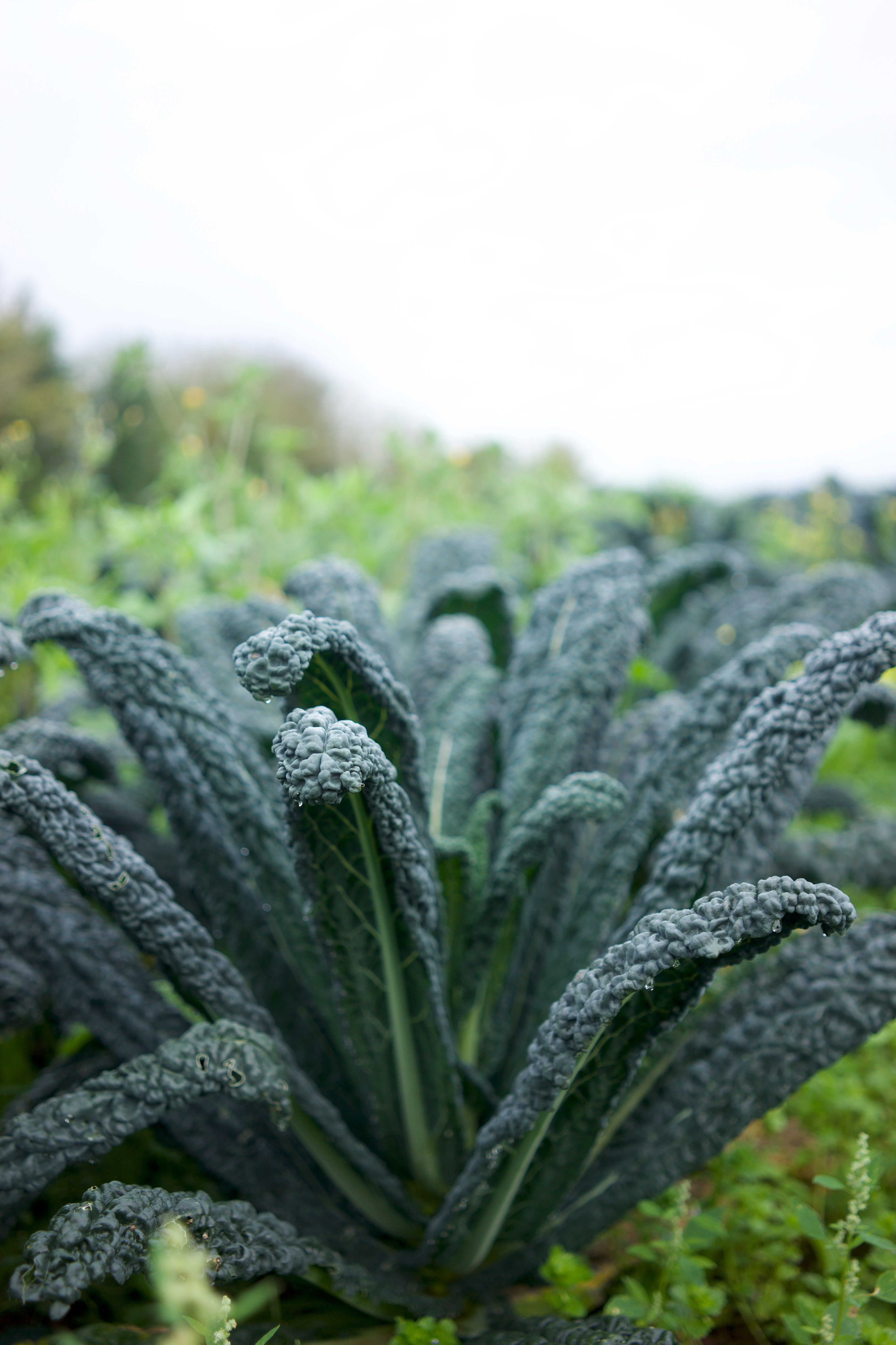 Image of Kale Fritters