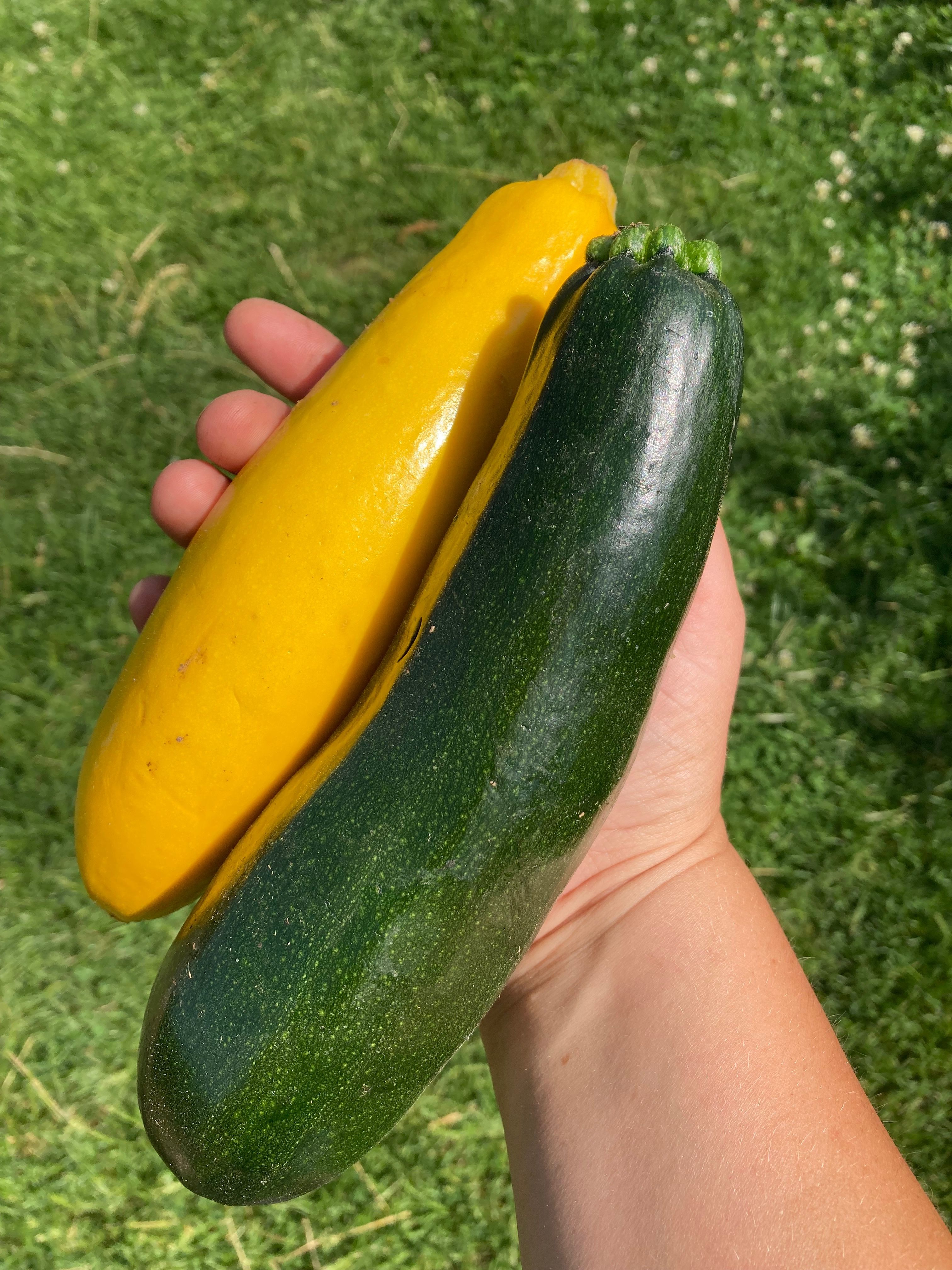 Image of Courgette
