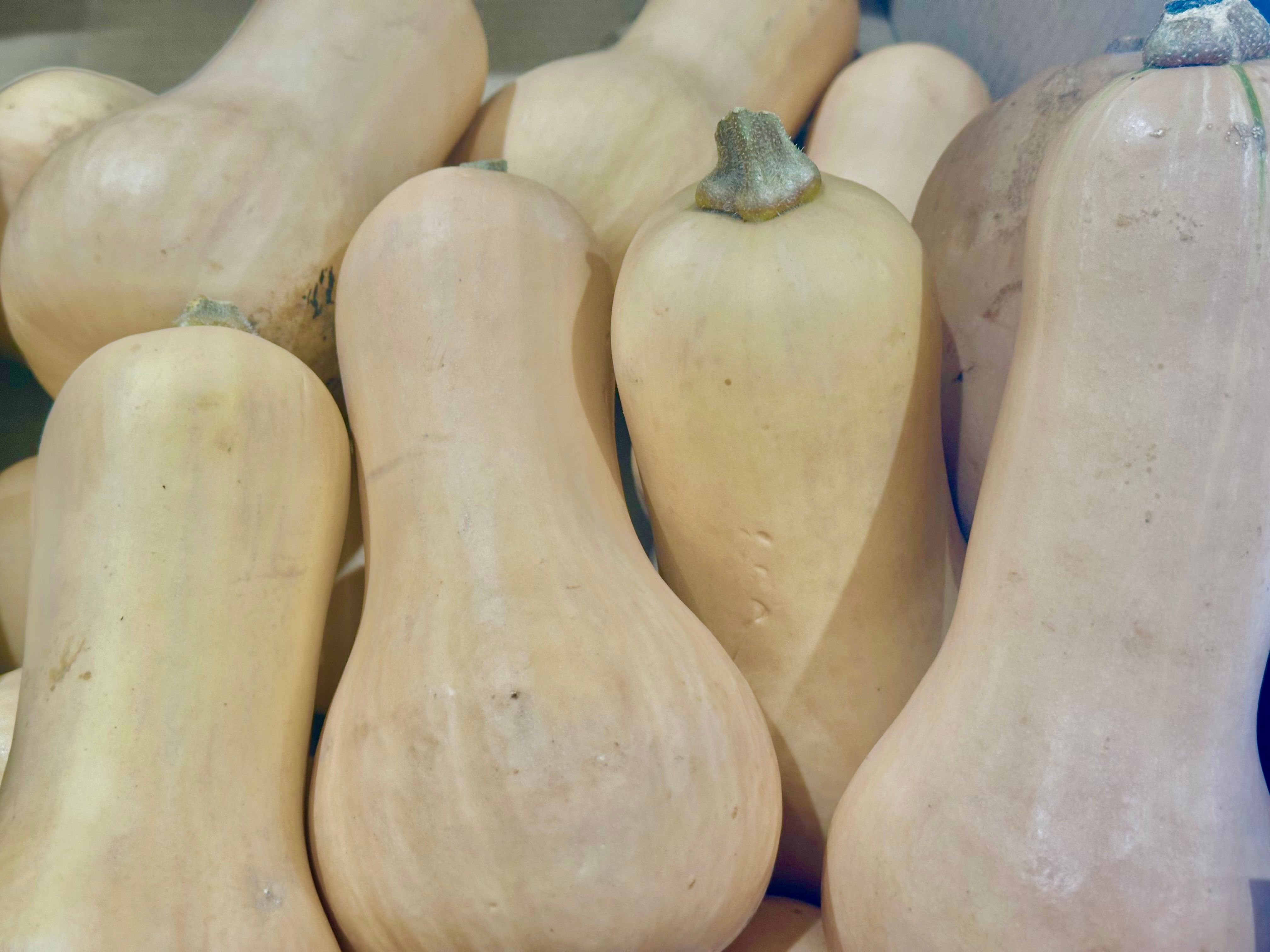 Image of Butternut Squash