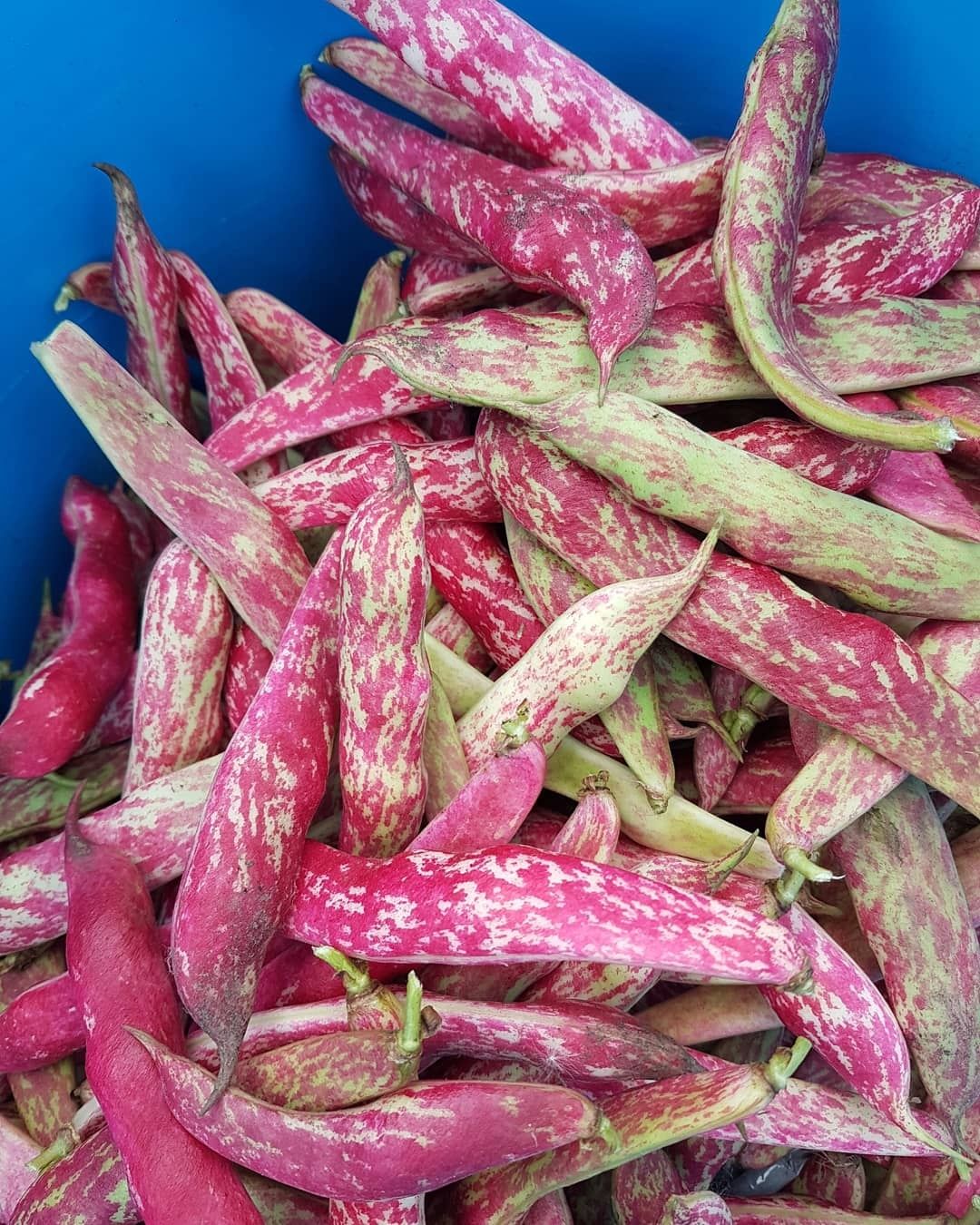 Fresh Borlotti Beans