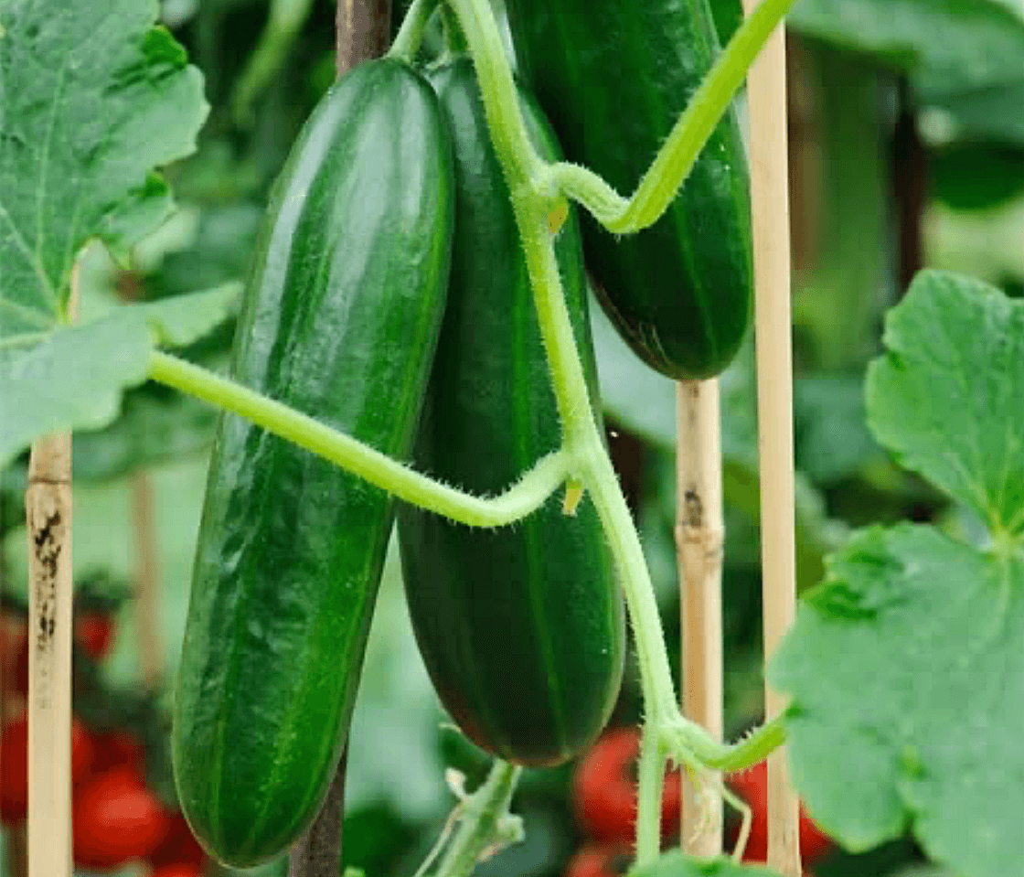 Cucumber [Passandra]