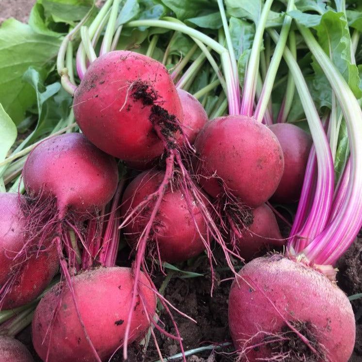 Image of Chioggia Beetroots