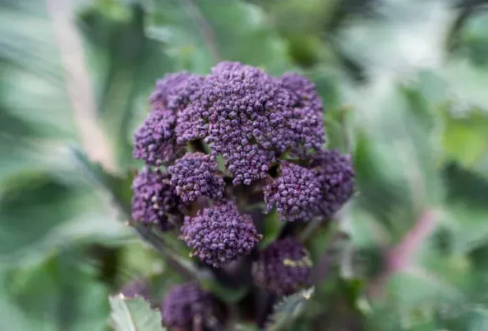 Image of Purple Sprouting Broccoli