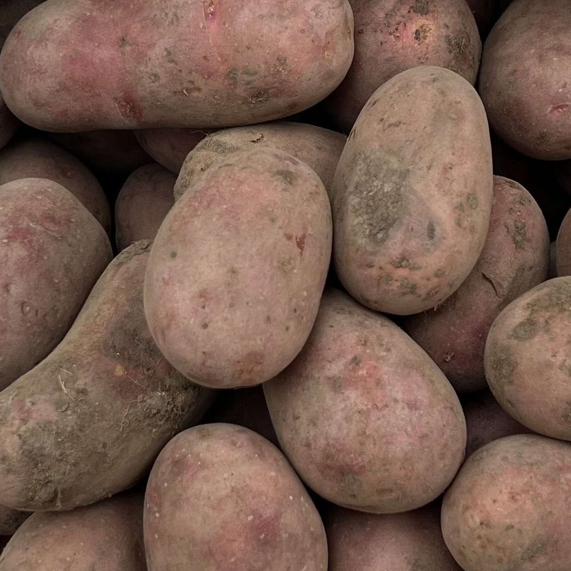 Potato - Manitou (Organic)
(1kg)