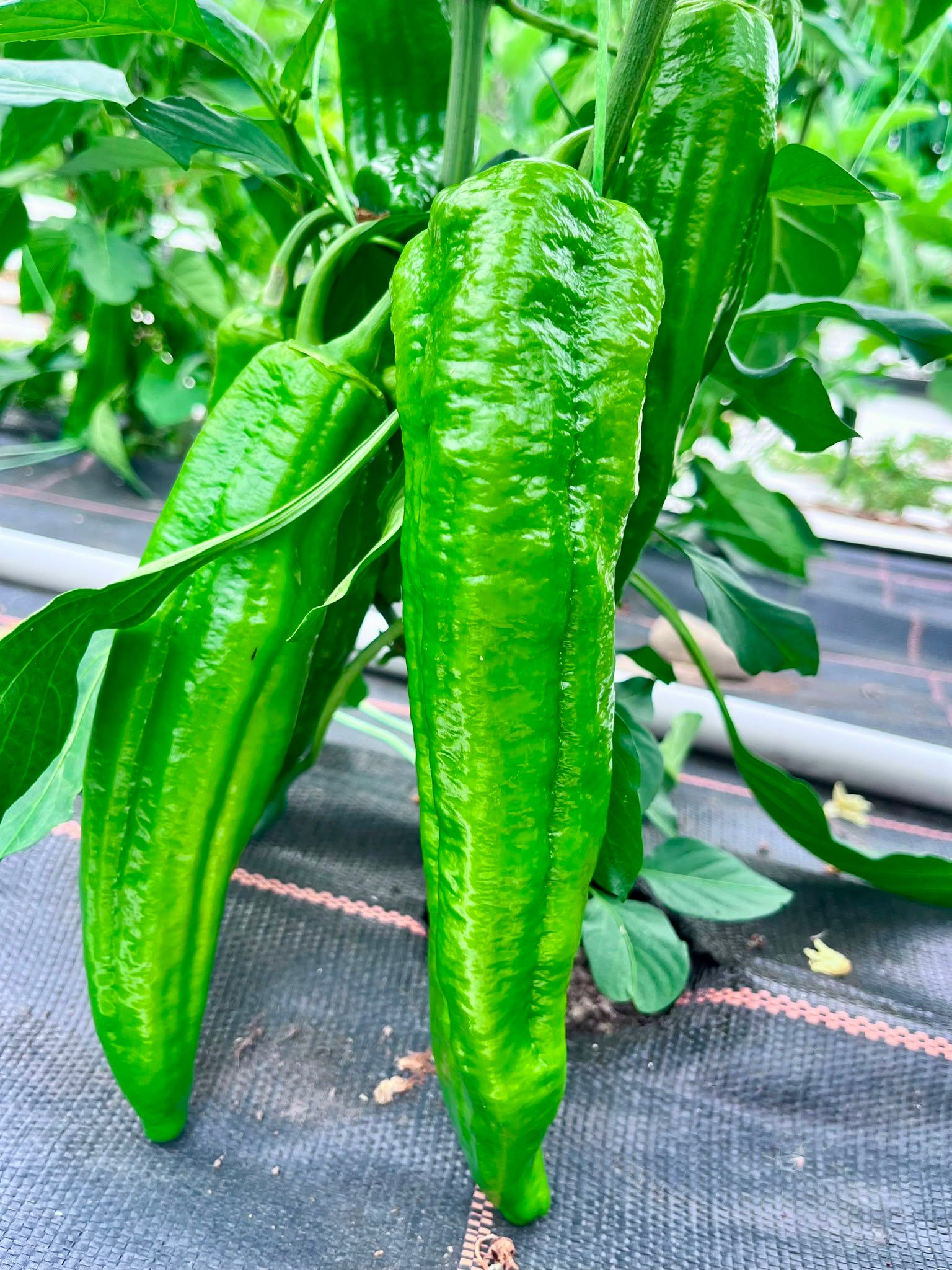 Image of Pepper - Green - (Blaencamel)