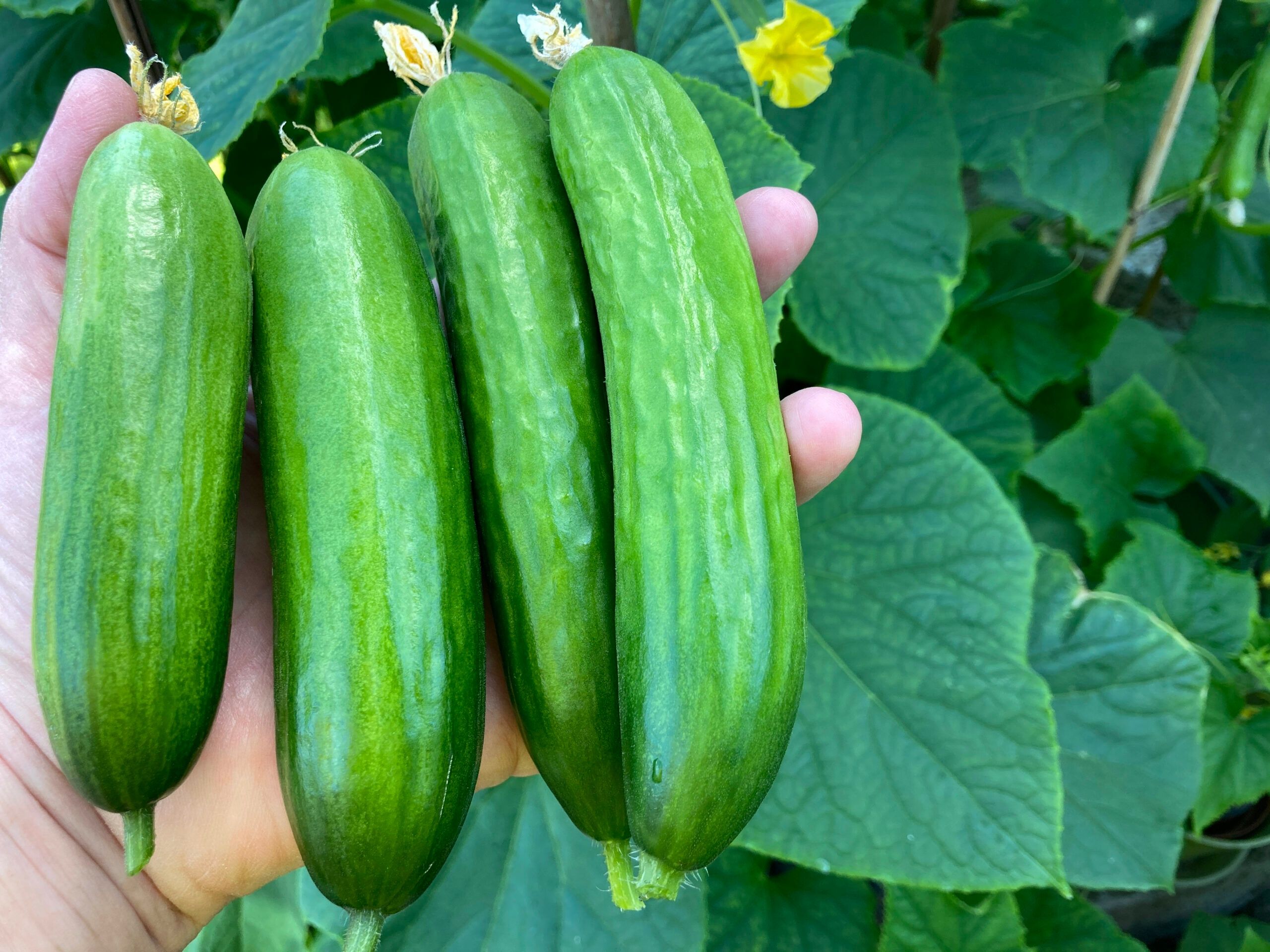 Cucumber Organic
New Season!