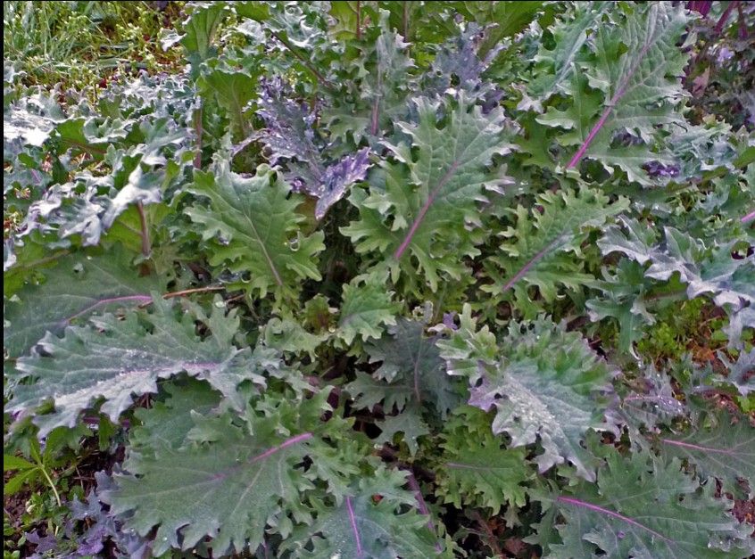 Image of Kale 