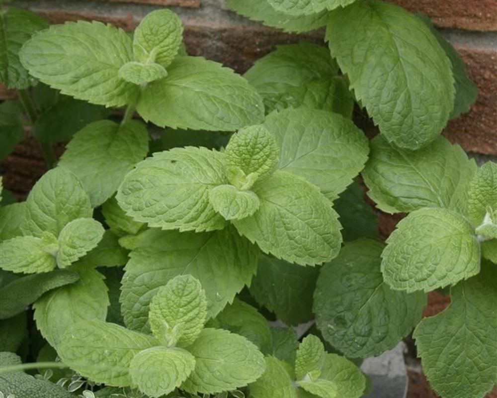 Image of Apple Mint