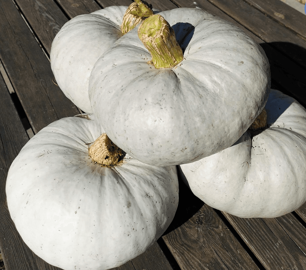 Pumpkin [Hungarian Blue]