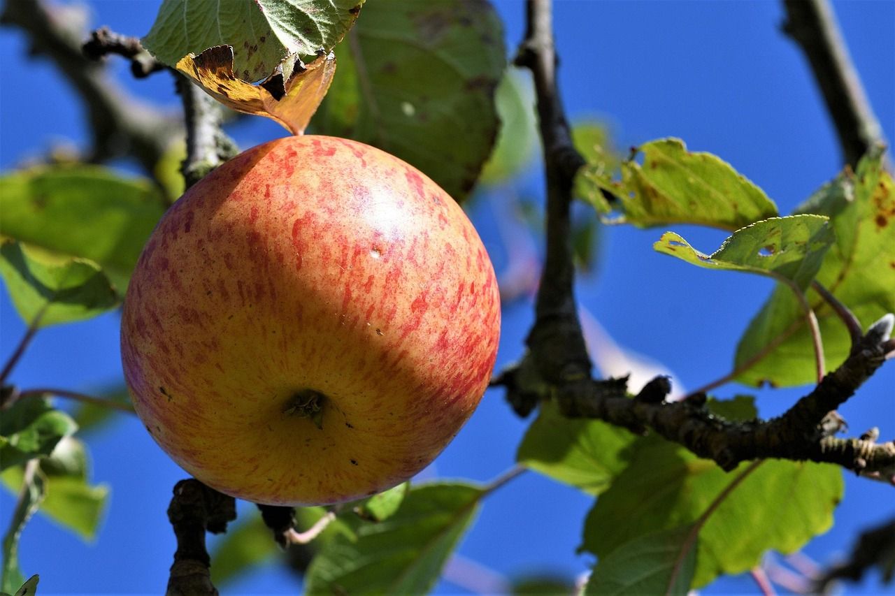 Image of Organic Apples