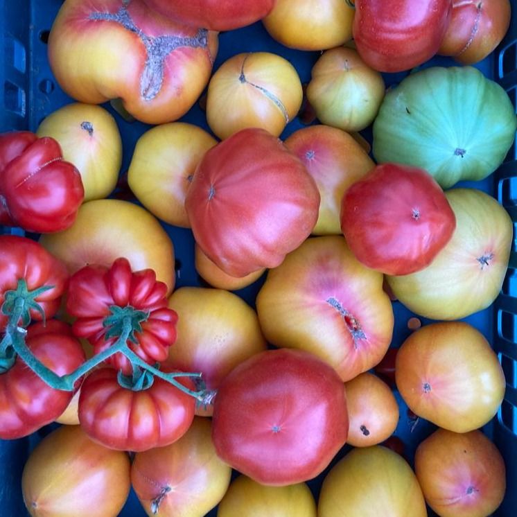 Image of Heirloom Tomatoes (Mixed)