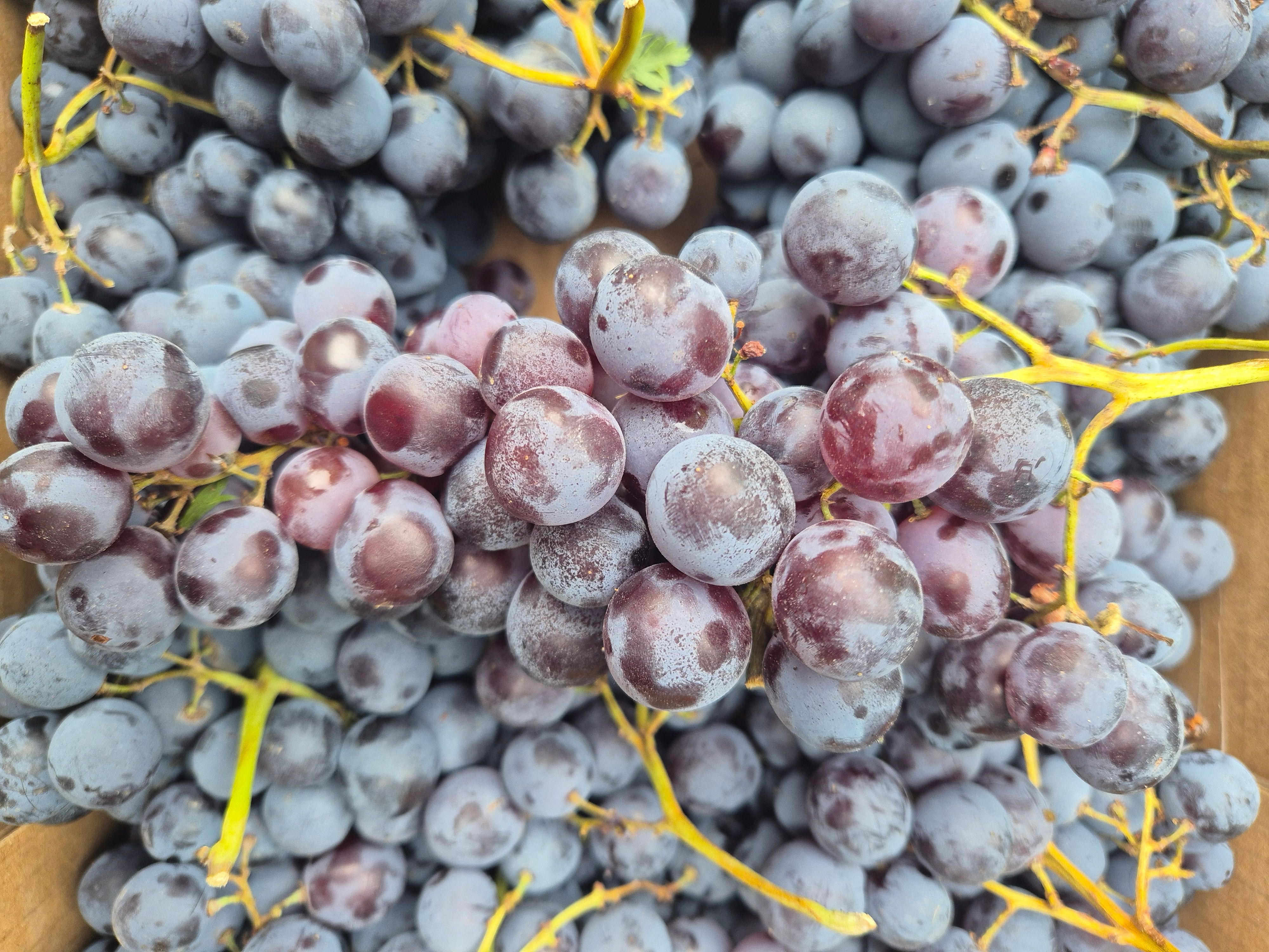 Image of Muscat Grapes Black