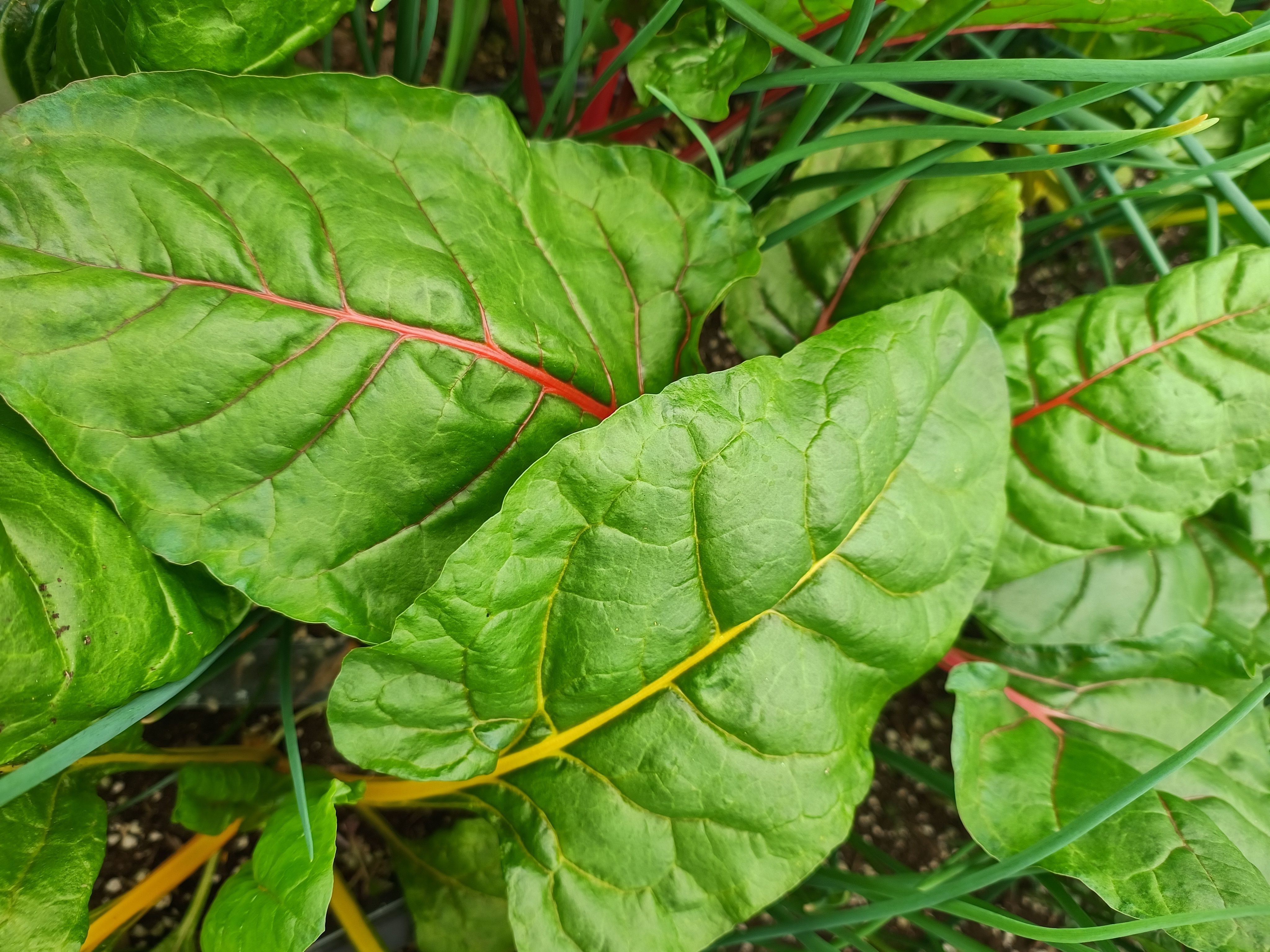 Image of Chard