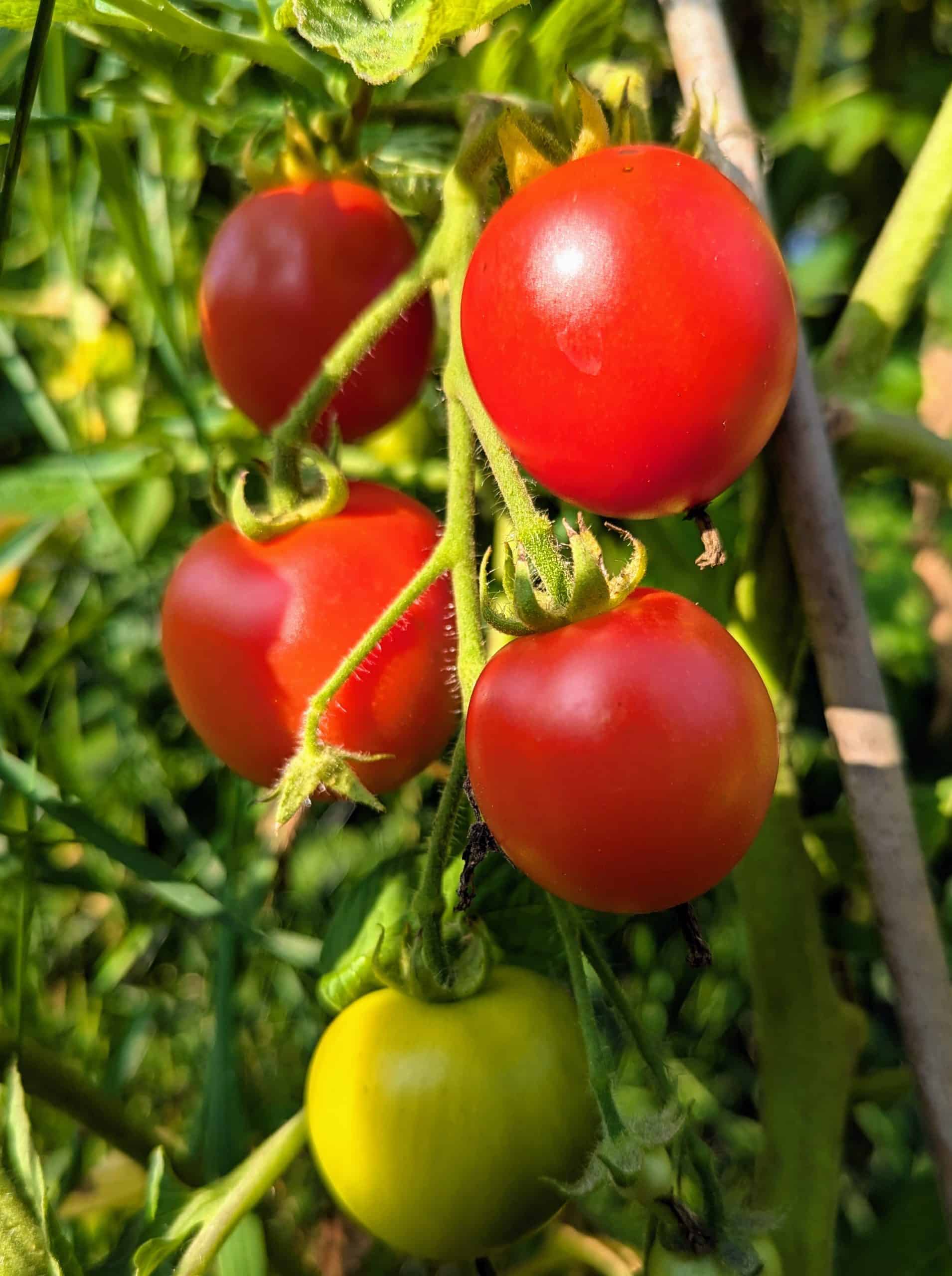 Image of Endurance Outdoor Tomato - Seeds