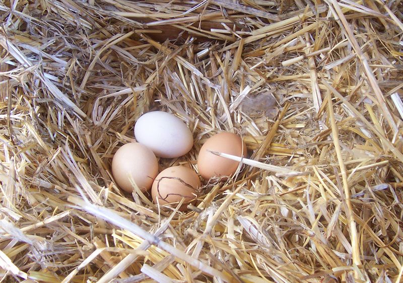 Image of Eggs, half dozen