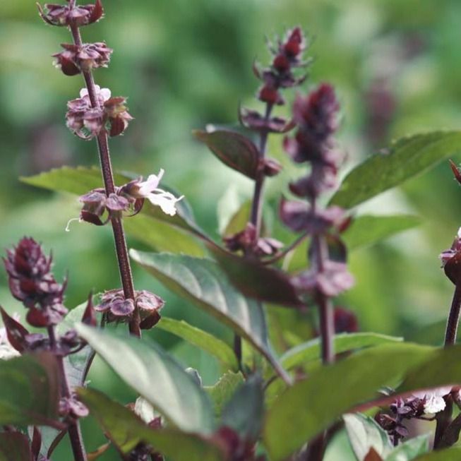 Image of Thai Basil