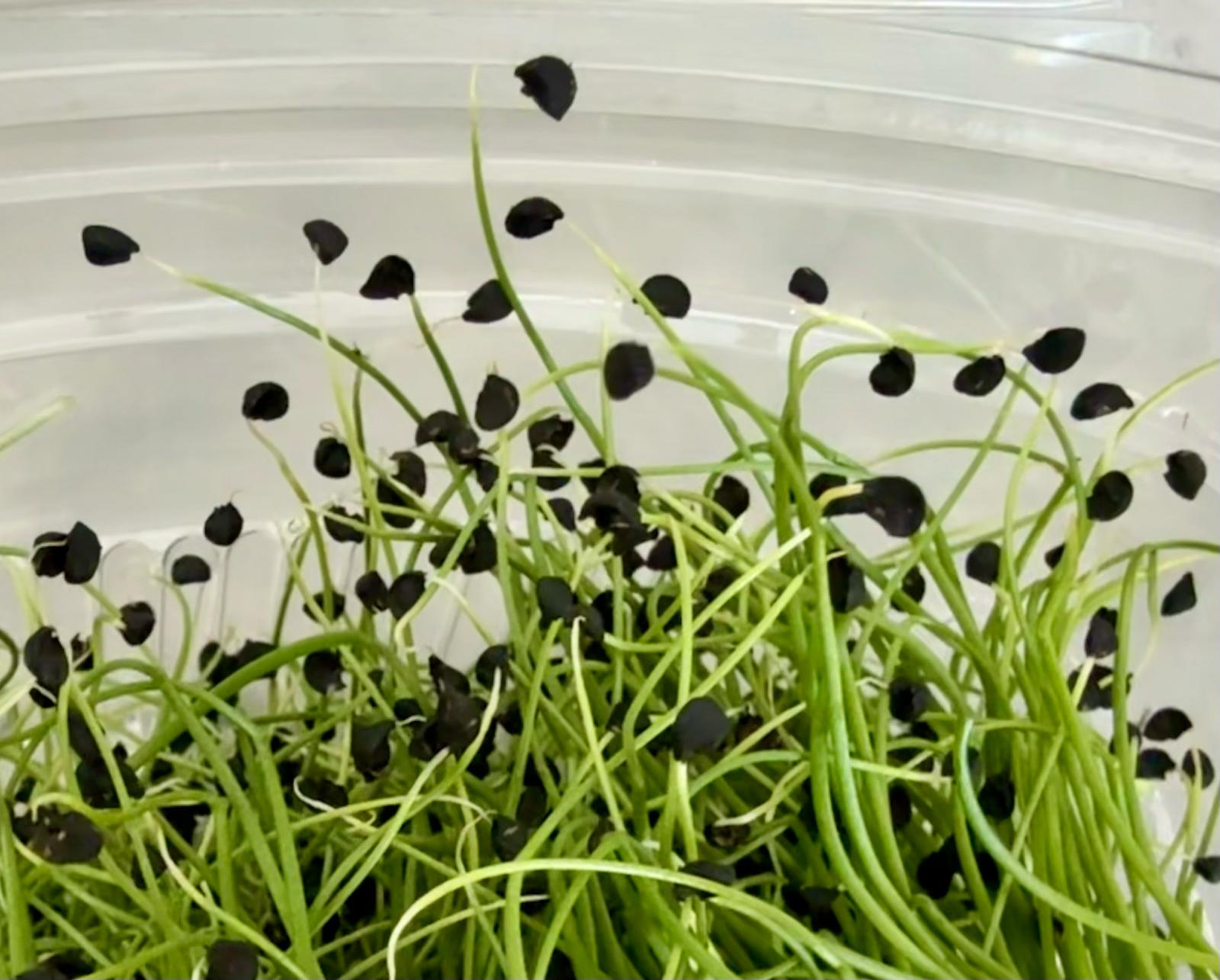 Image of Onion Shoots