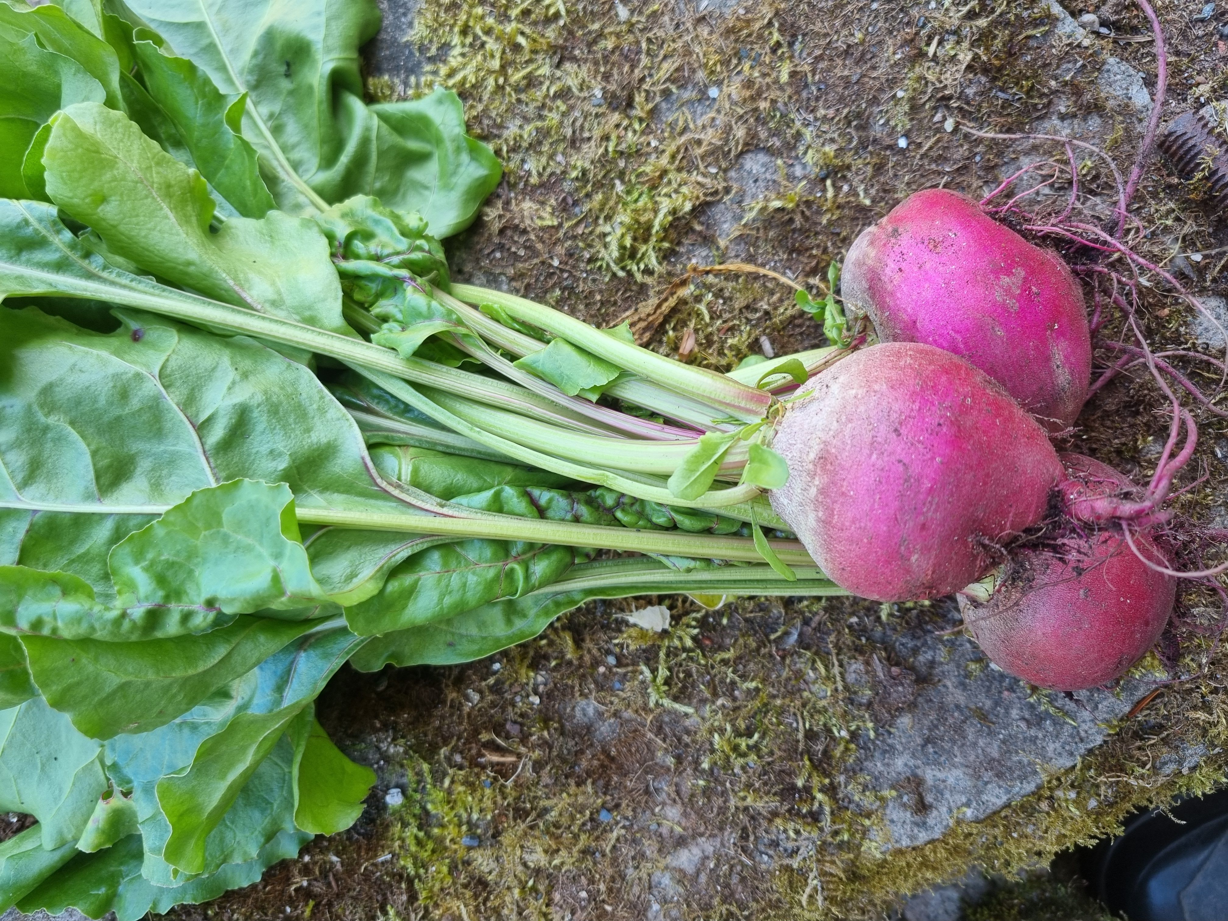 Beetroot - Choggia