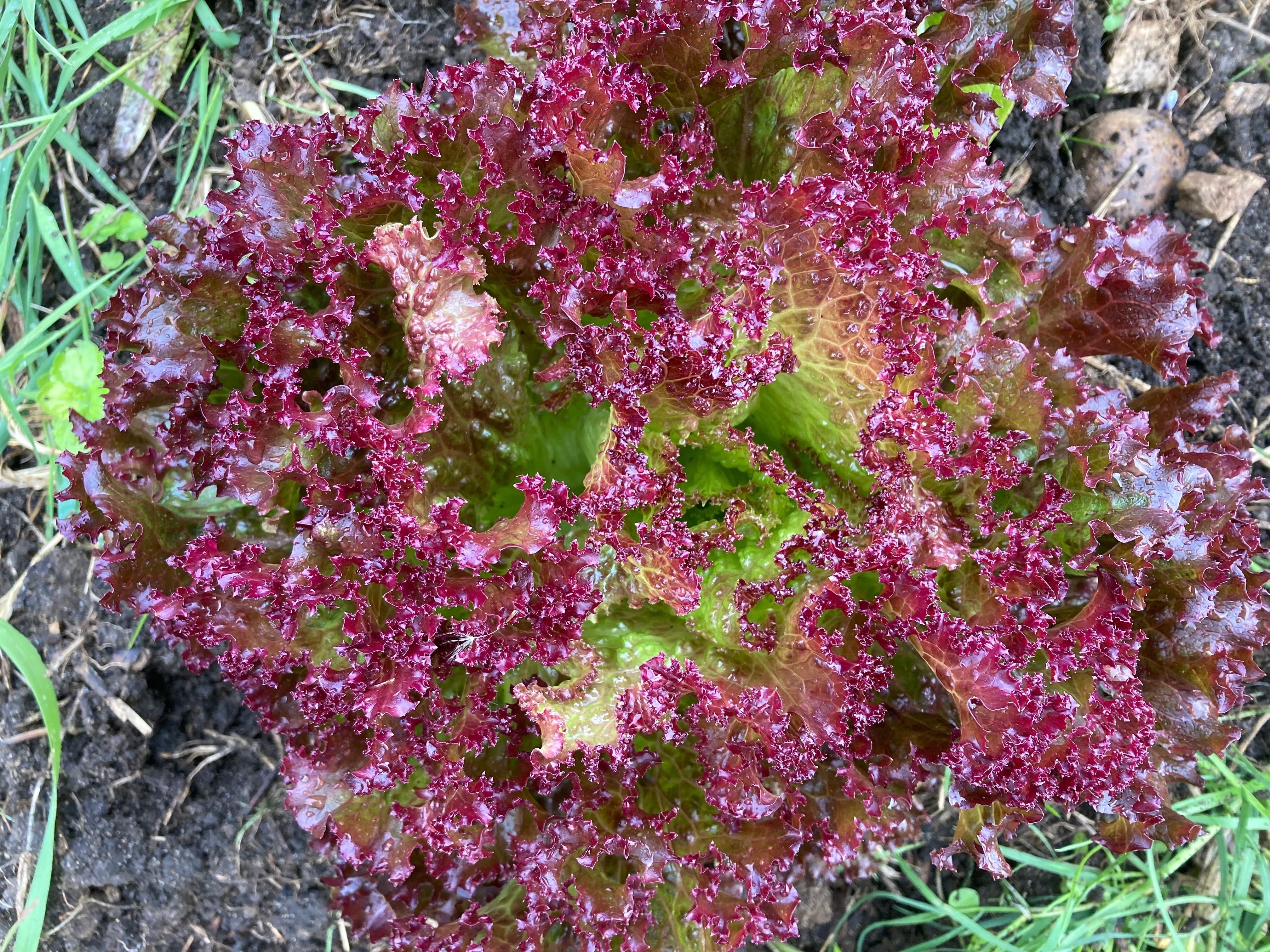 Image of Red Lettuce