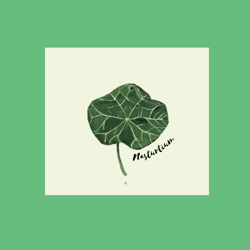 Nasturtium