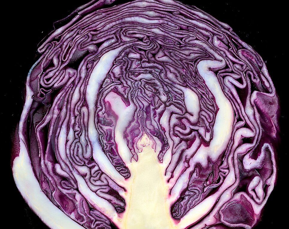 Image of Cabbage, Red