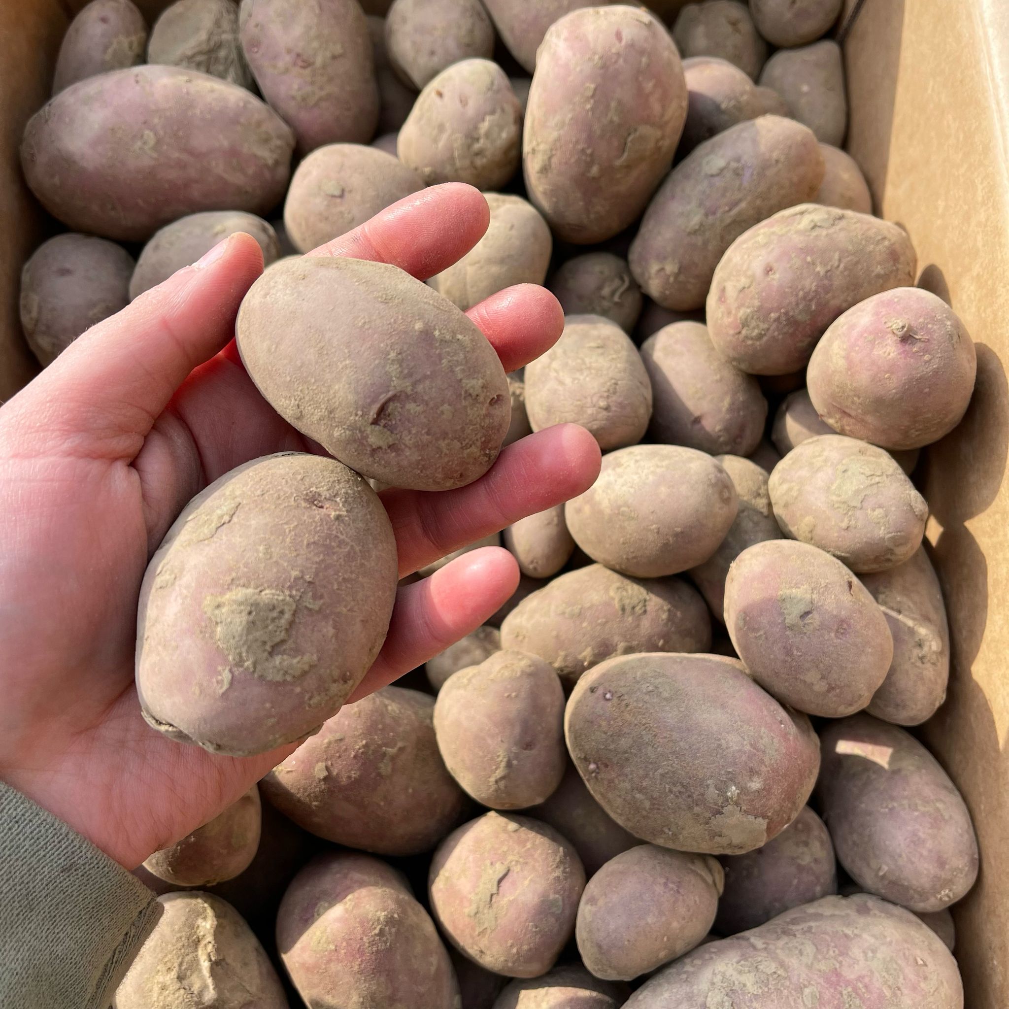 Potatoes Red