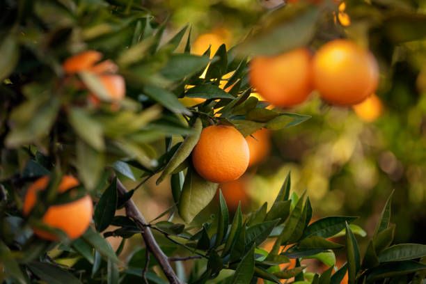 Image of Organic Oranges