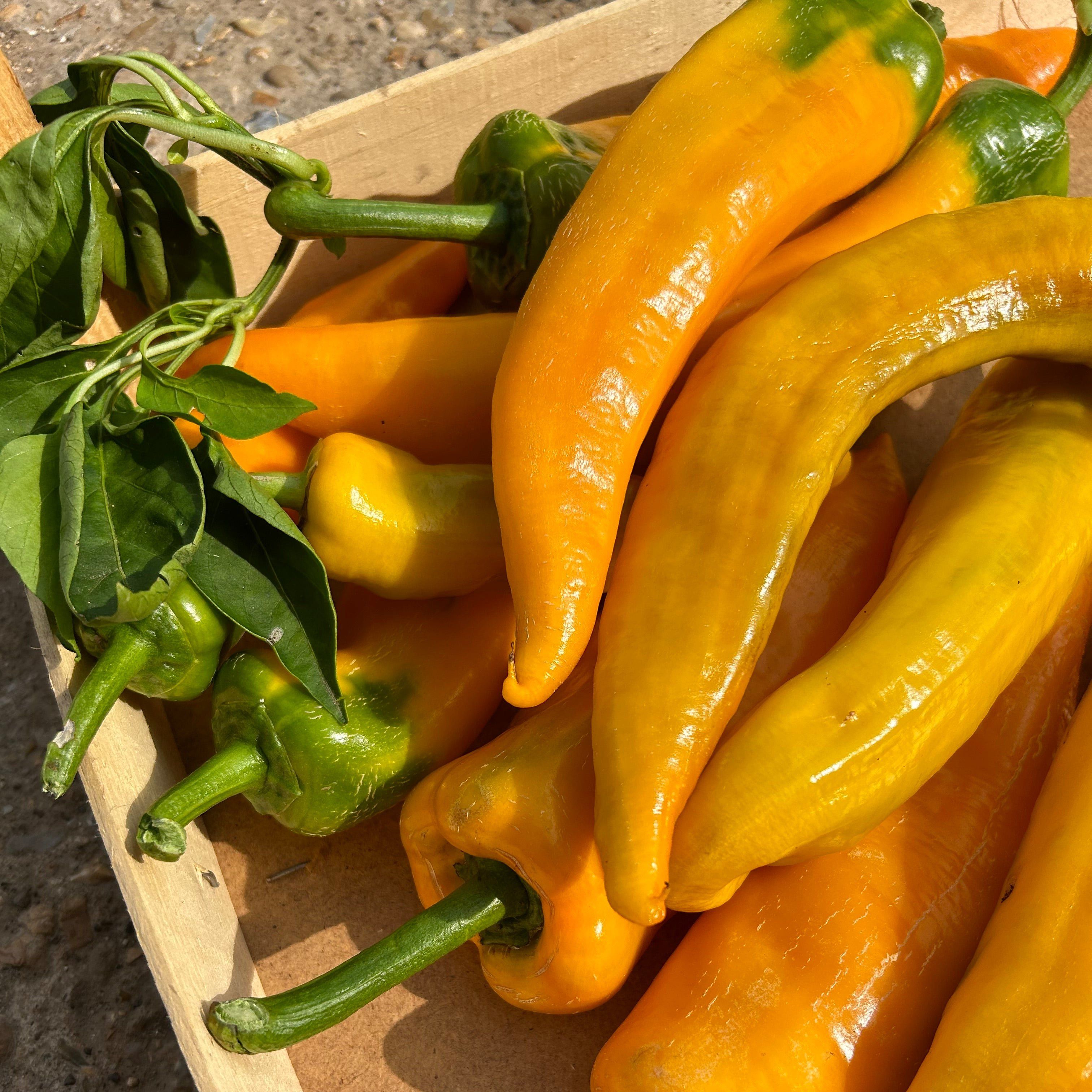 Image of Corno di Toro Yellow Peppers