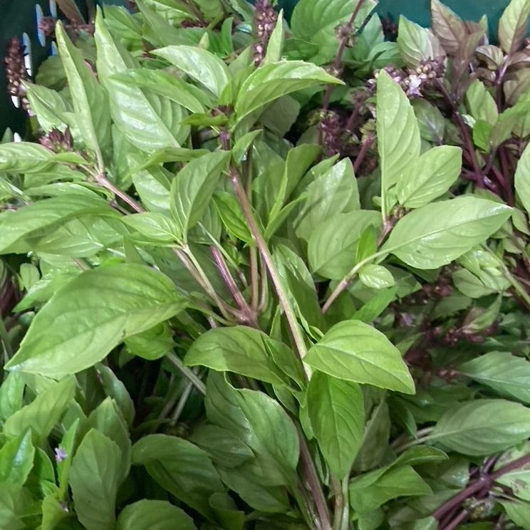 Image of Cinnamon Basil