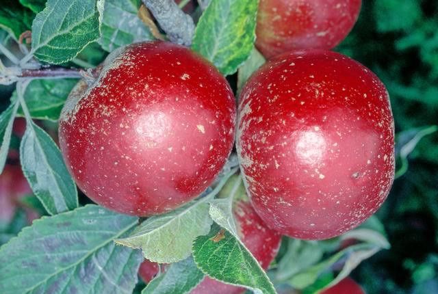 Apple, Dessert - Red Pippin