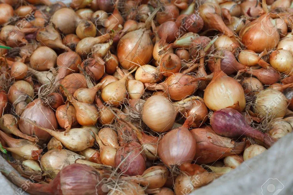 Onions