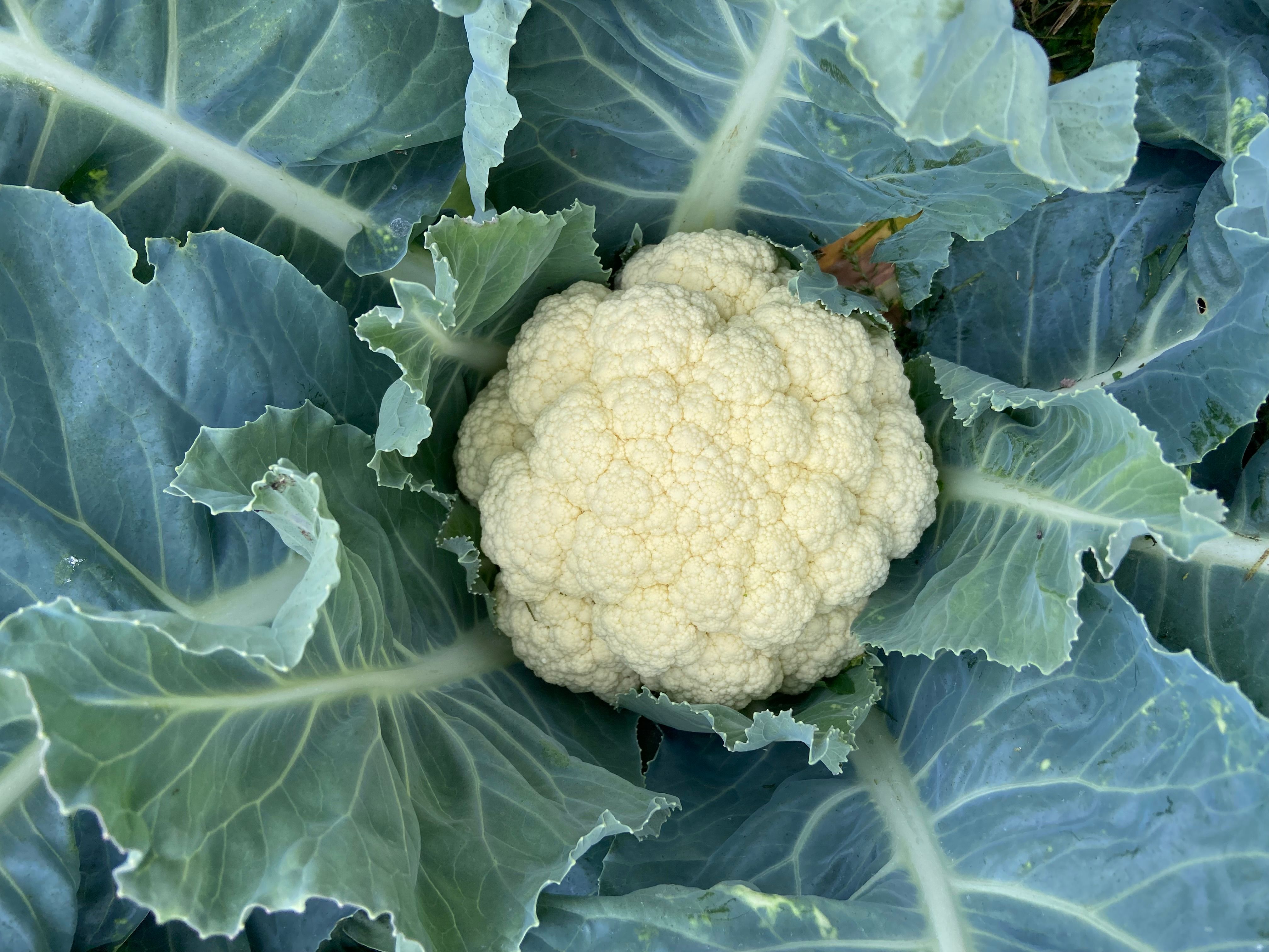 Cauliflower