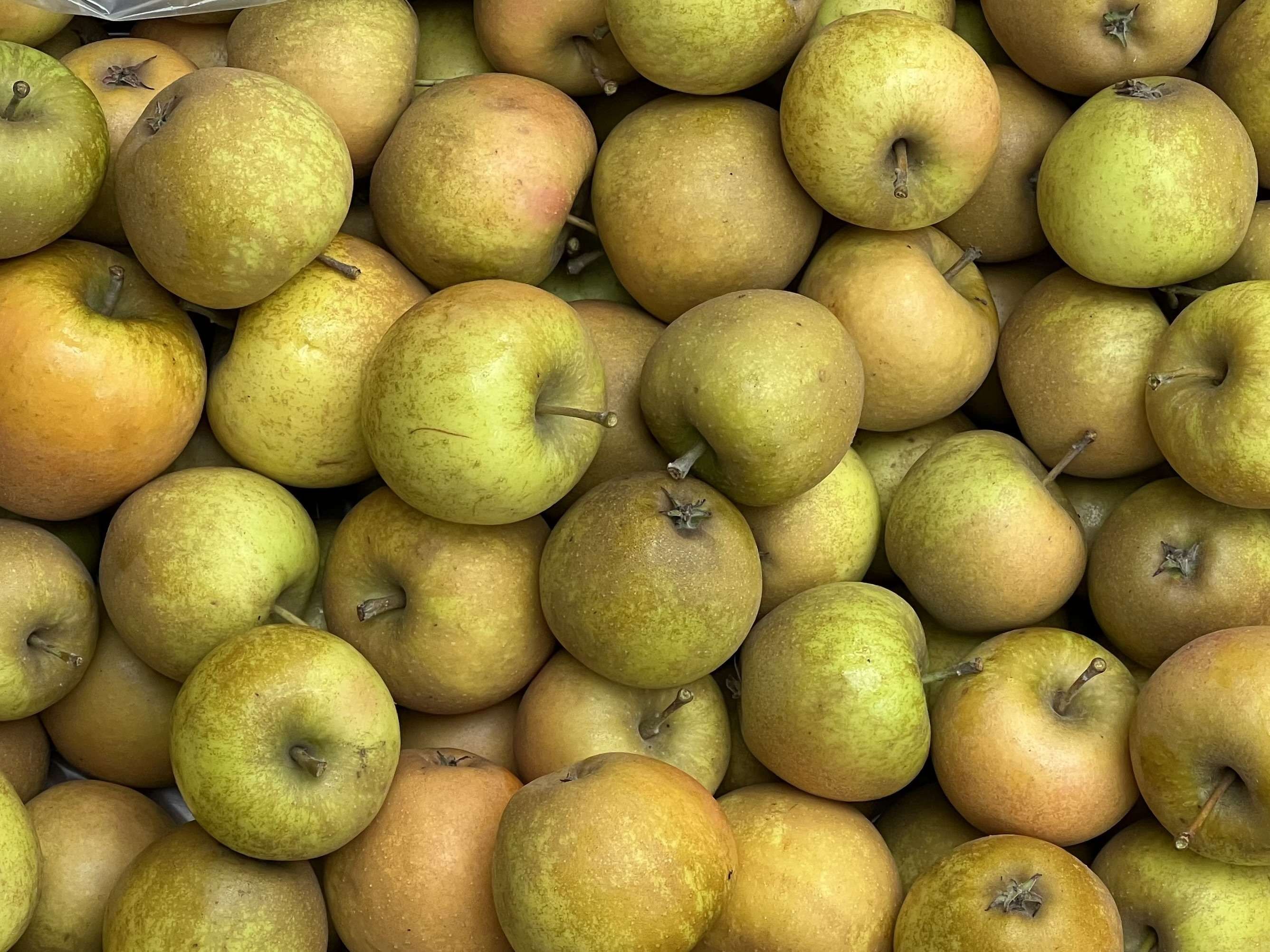 Apple "Herefordshire Russet"