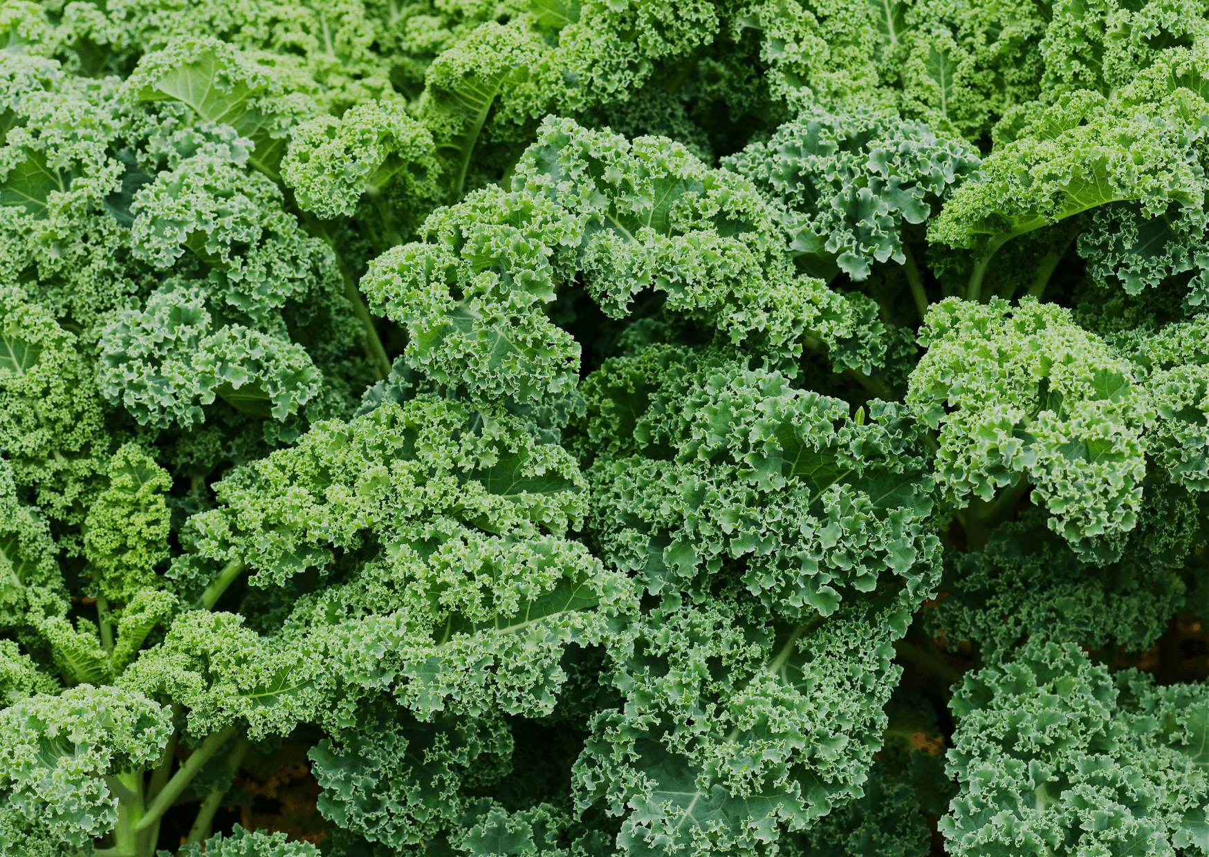 Image of Bunched Mixed Kale