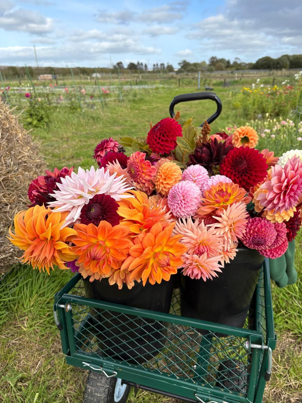 Image of Flowers