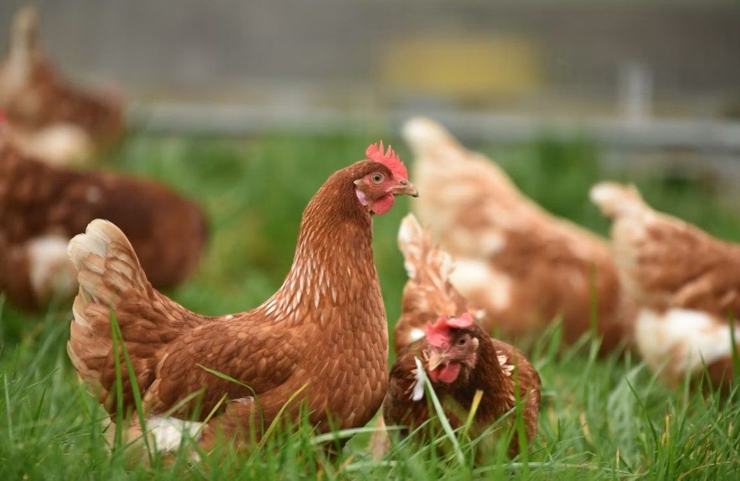 Image of Chicken drumsticks, organic x 2