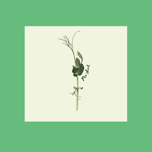 Pea Shoots