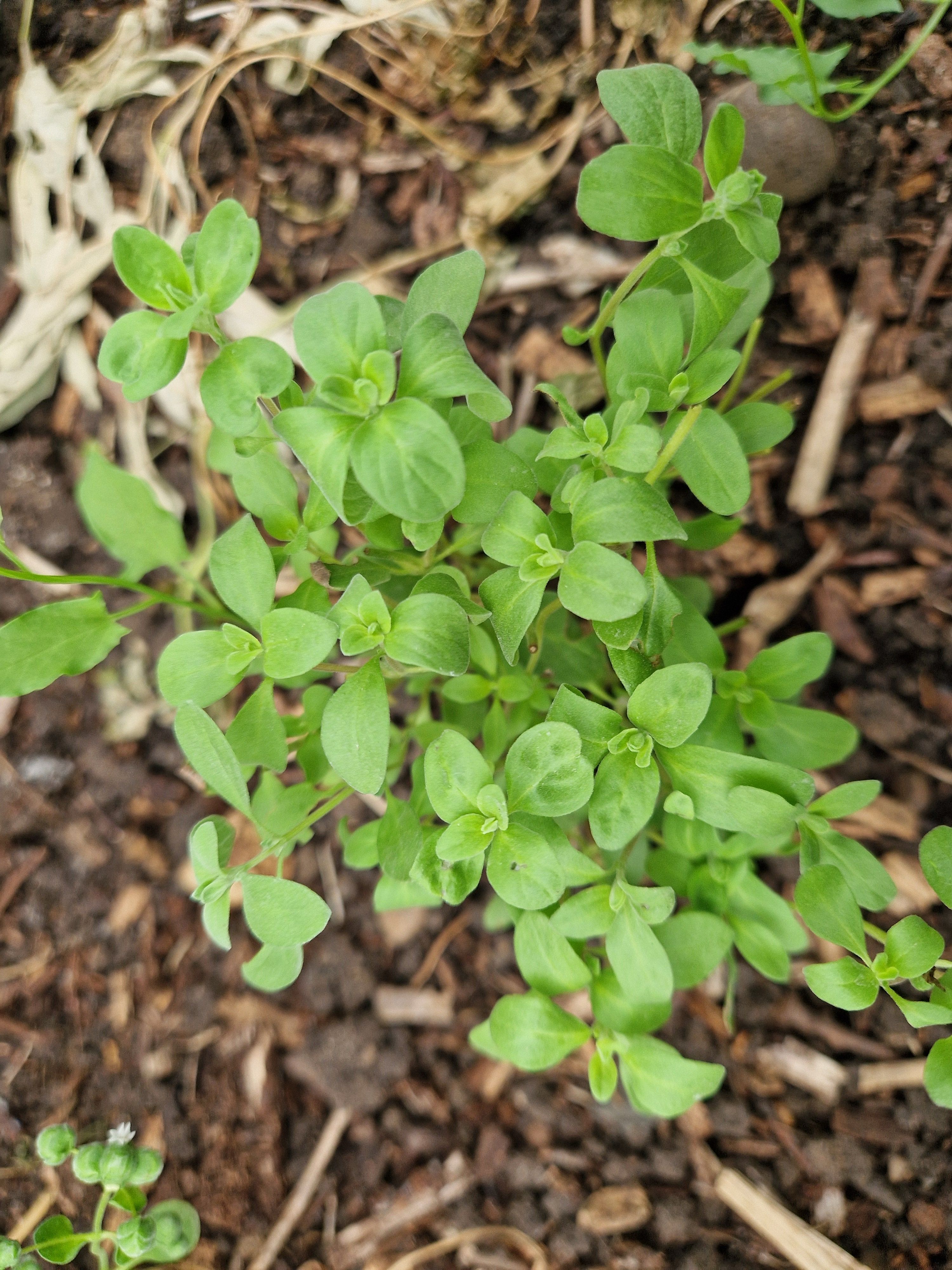Image of Sweet Marjoram