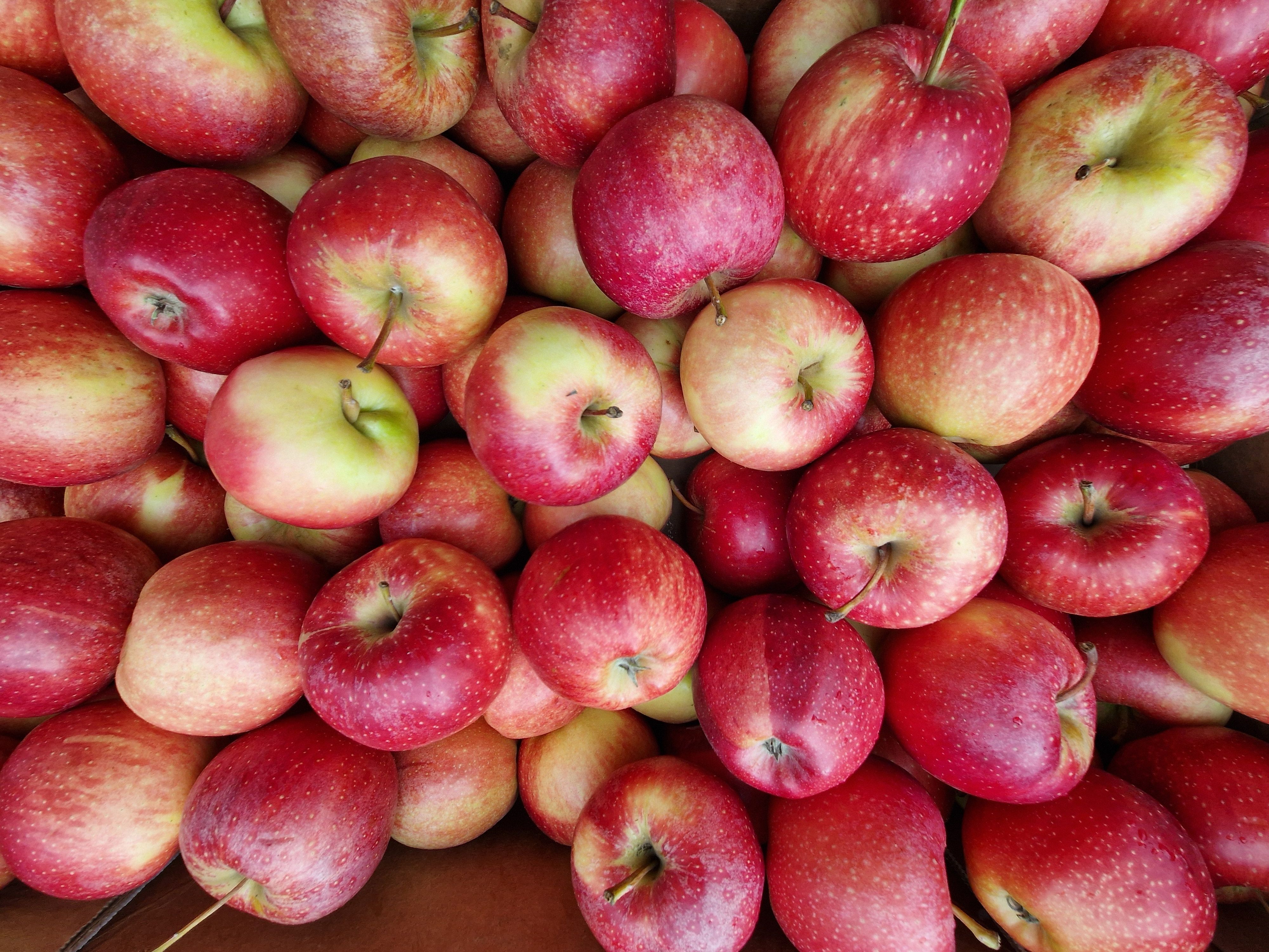 Image of Apples Spartan