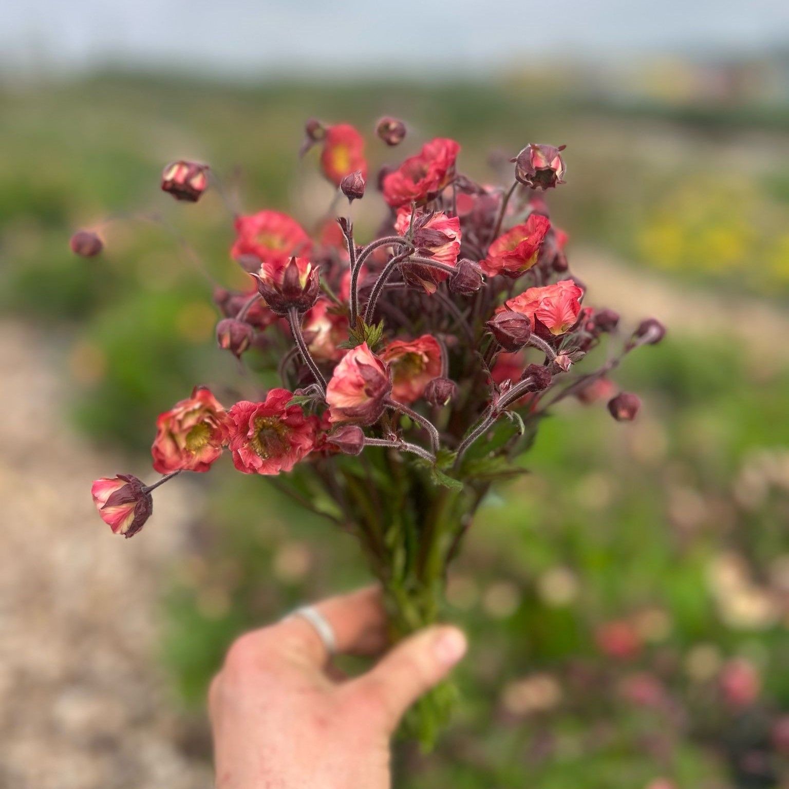 Image of Geums Pink Petticoats (Bunch)